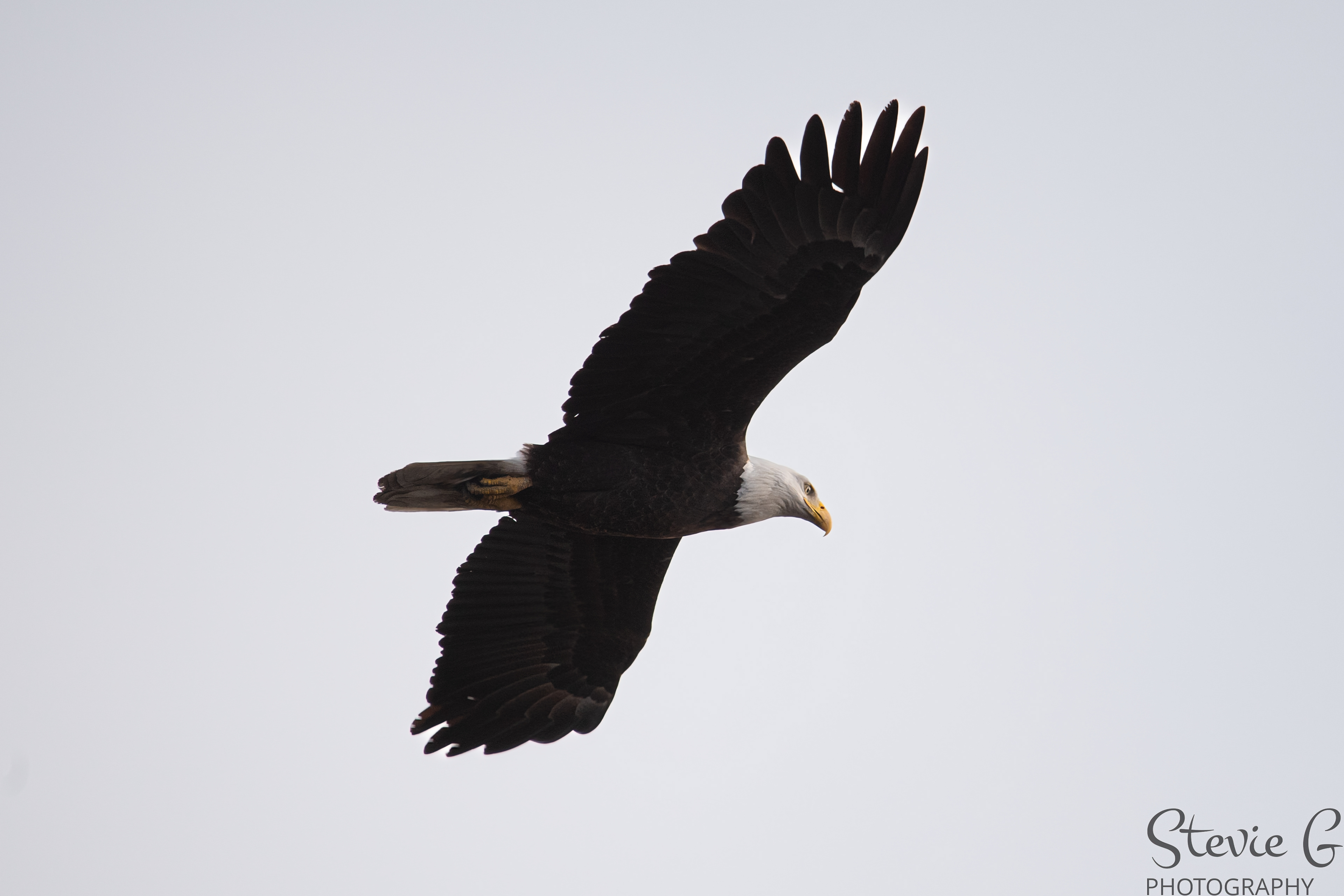 Bald Eagle