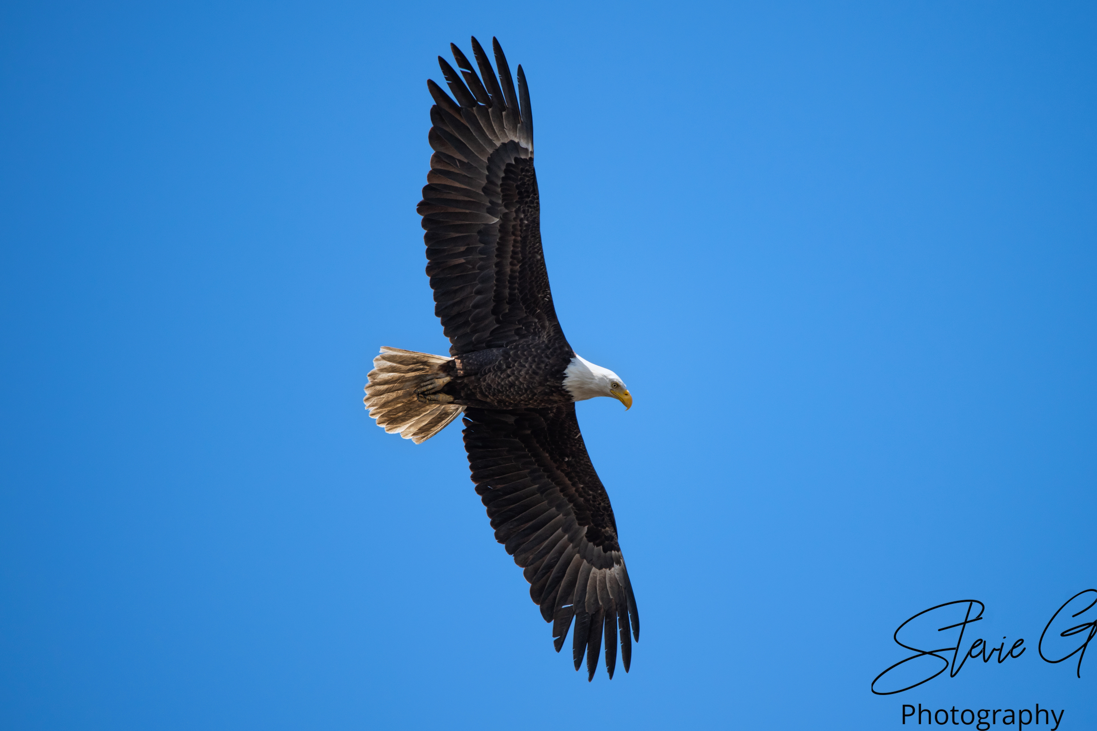 Eagle