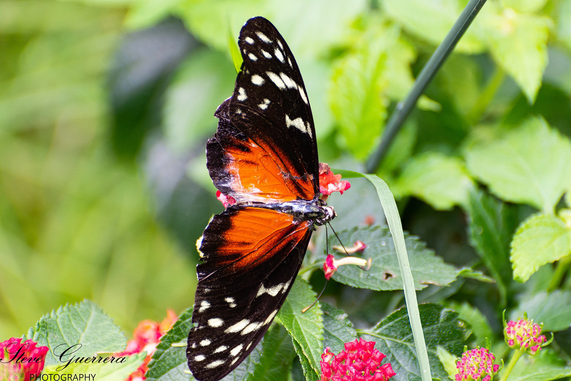 Spotted Tiger Glassywing Butterfly