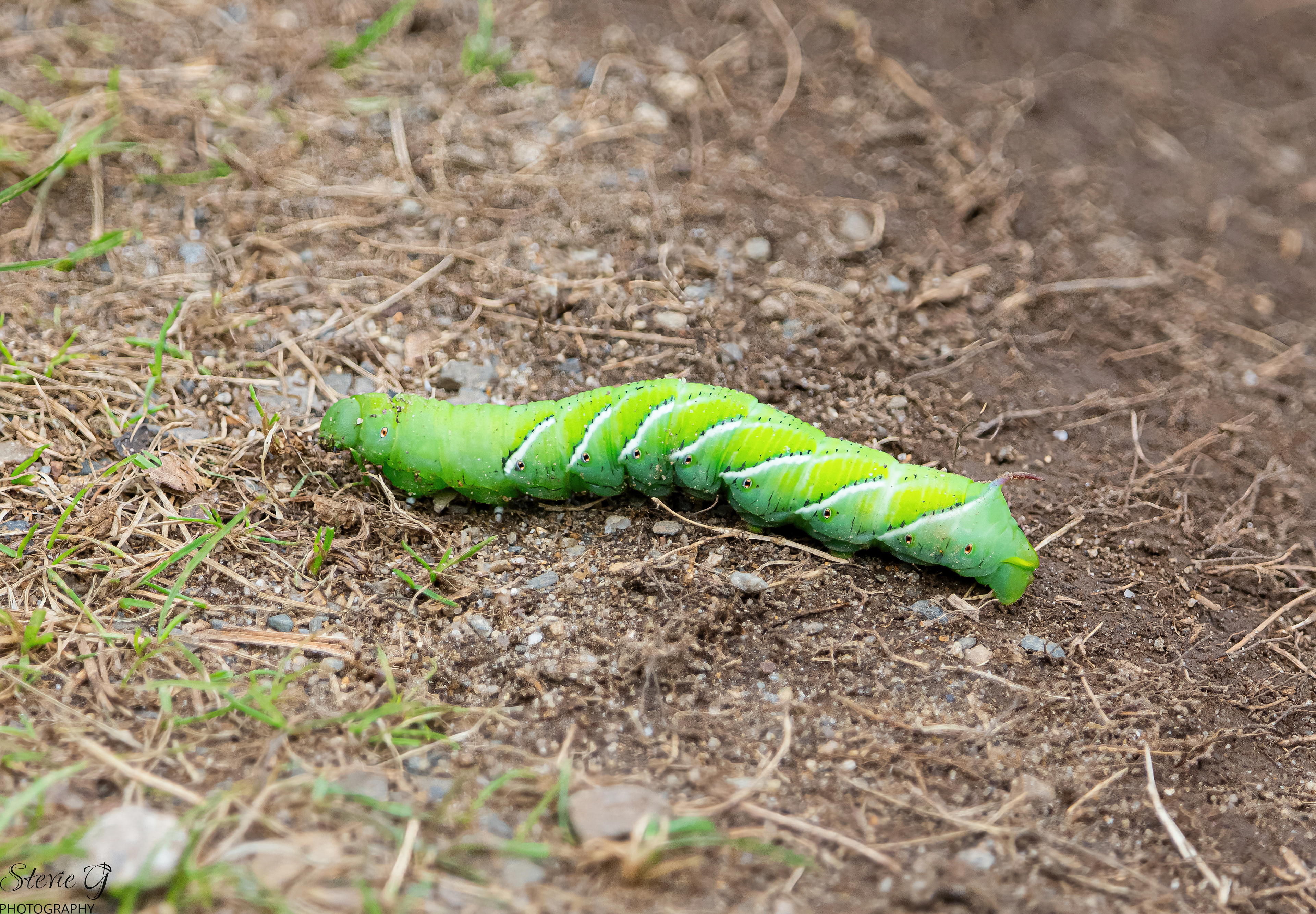 Tobacco Hornworm Rye N.H. Odiorne State Park