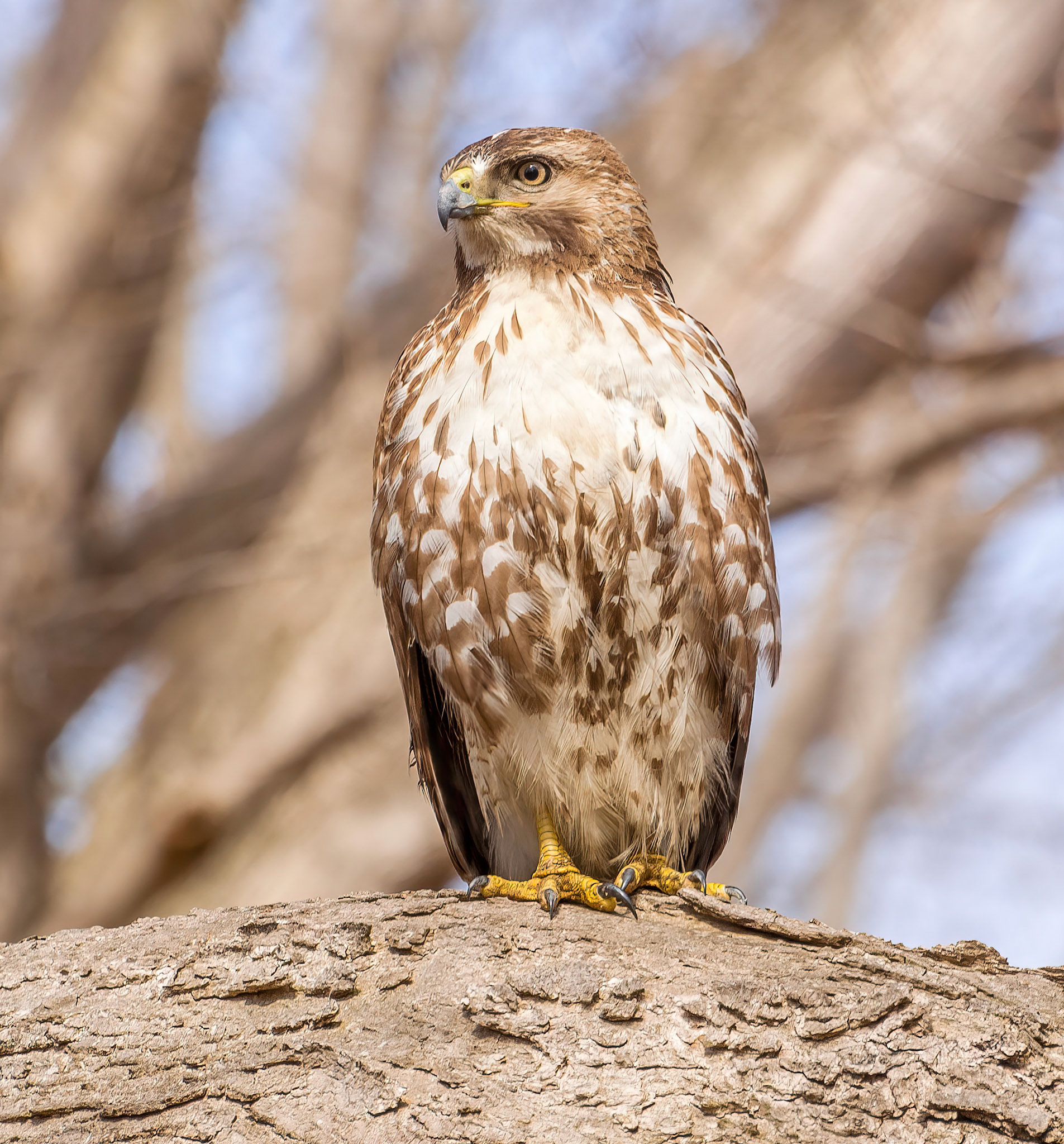 Redtail Hawk Odiorne State Park