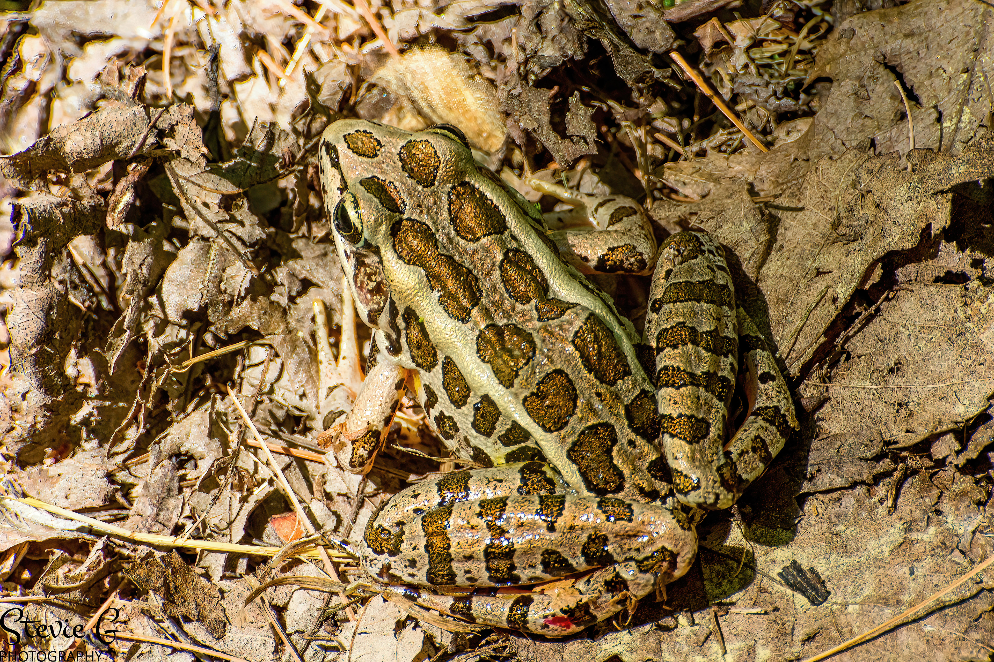 Pickerel frog Great Bay National Wildlife Refuge