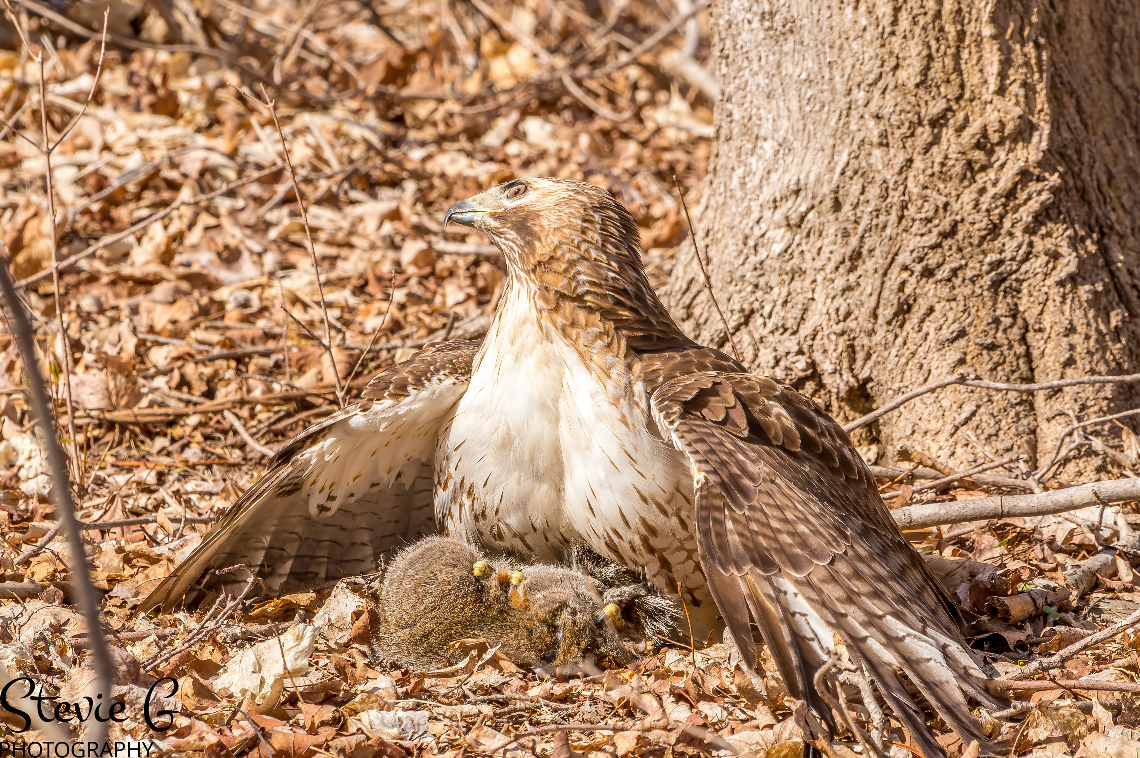 Redtail hawk