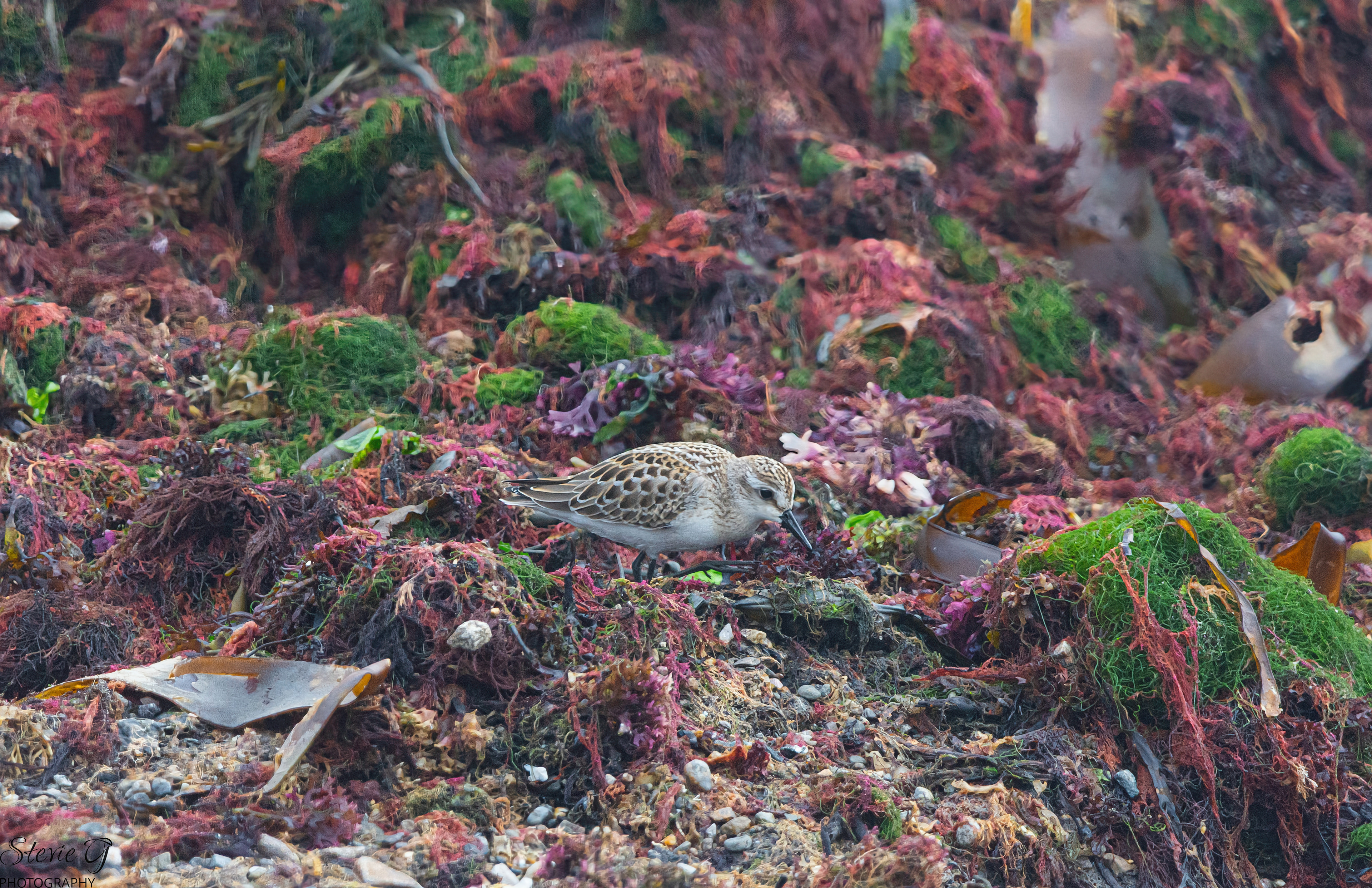 Least sandpiper Rye N.H. Odiorne State Park