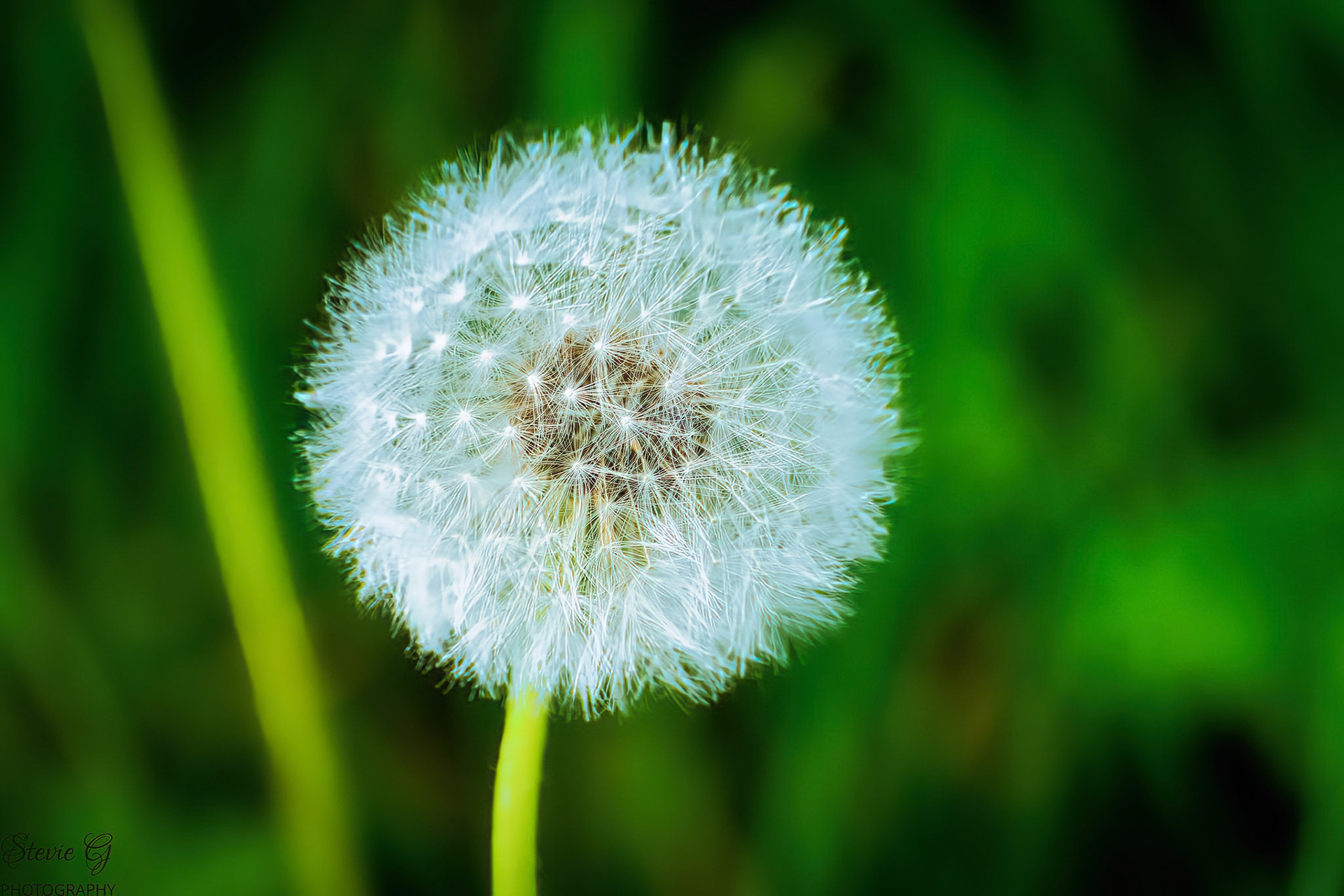 Dandelion Odiorne state park