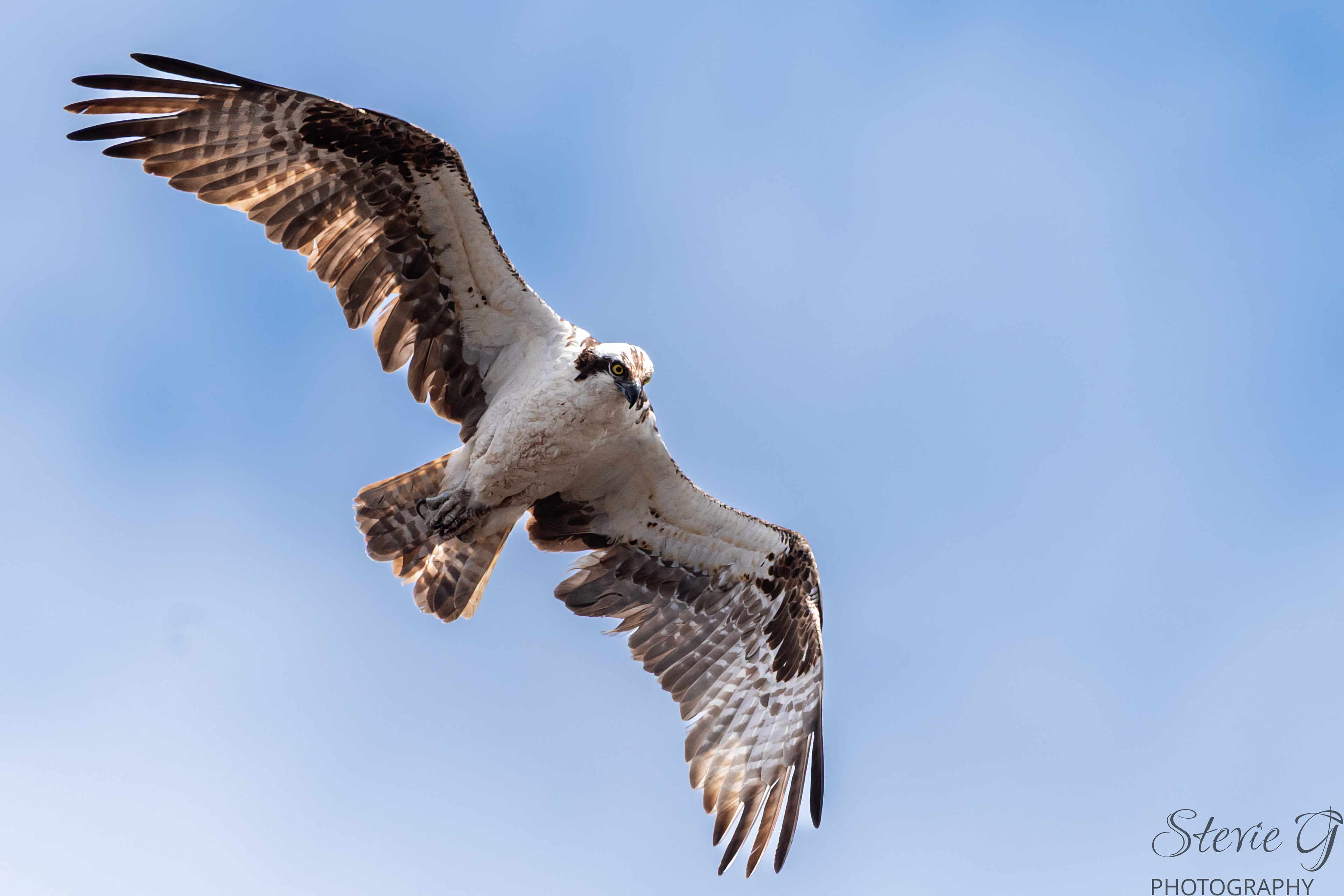 Osprey