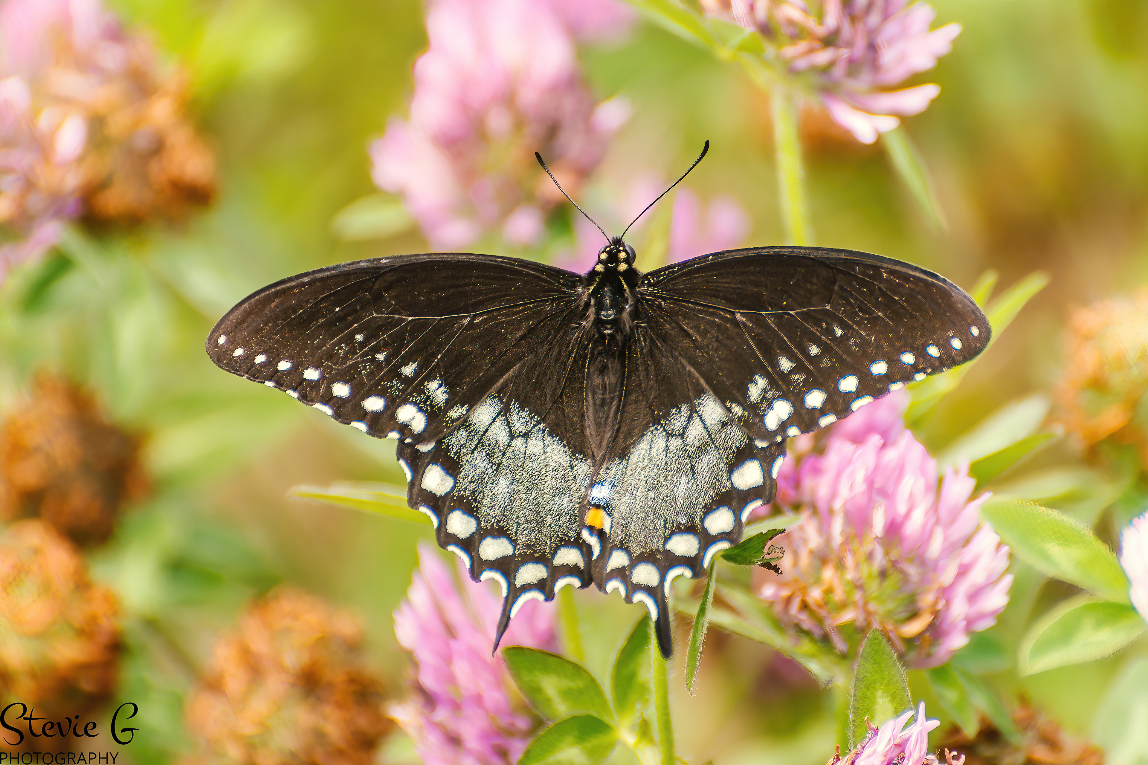 Spicebush Swallowtail butterfly