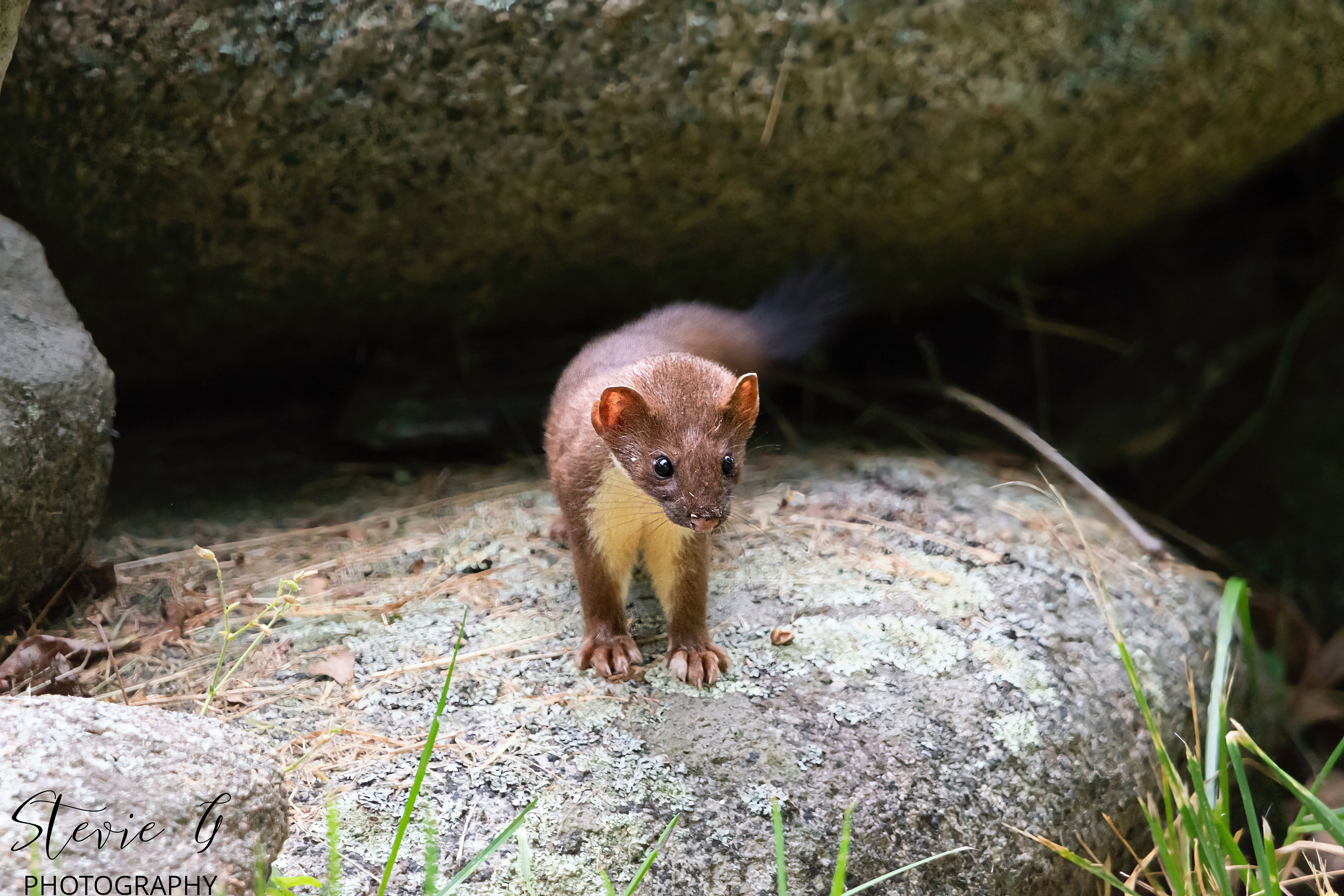 Stoat - Odiorne State Park