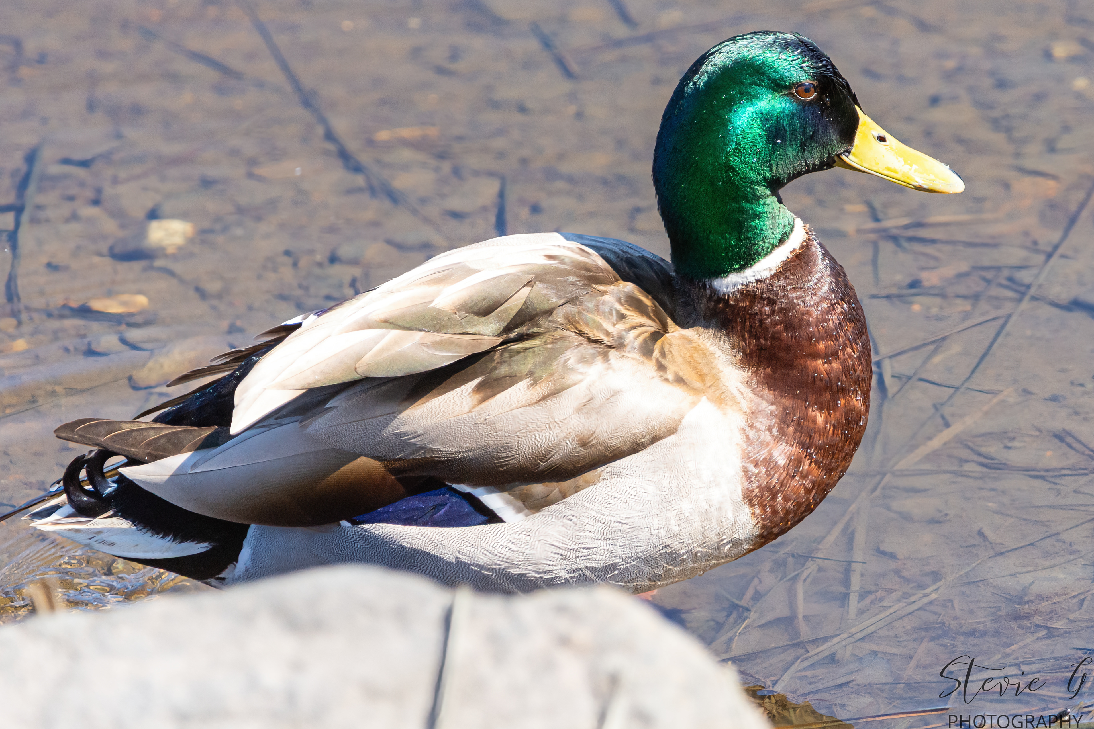 Mallard Duck Southern NE