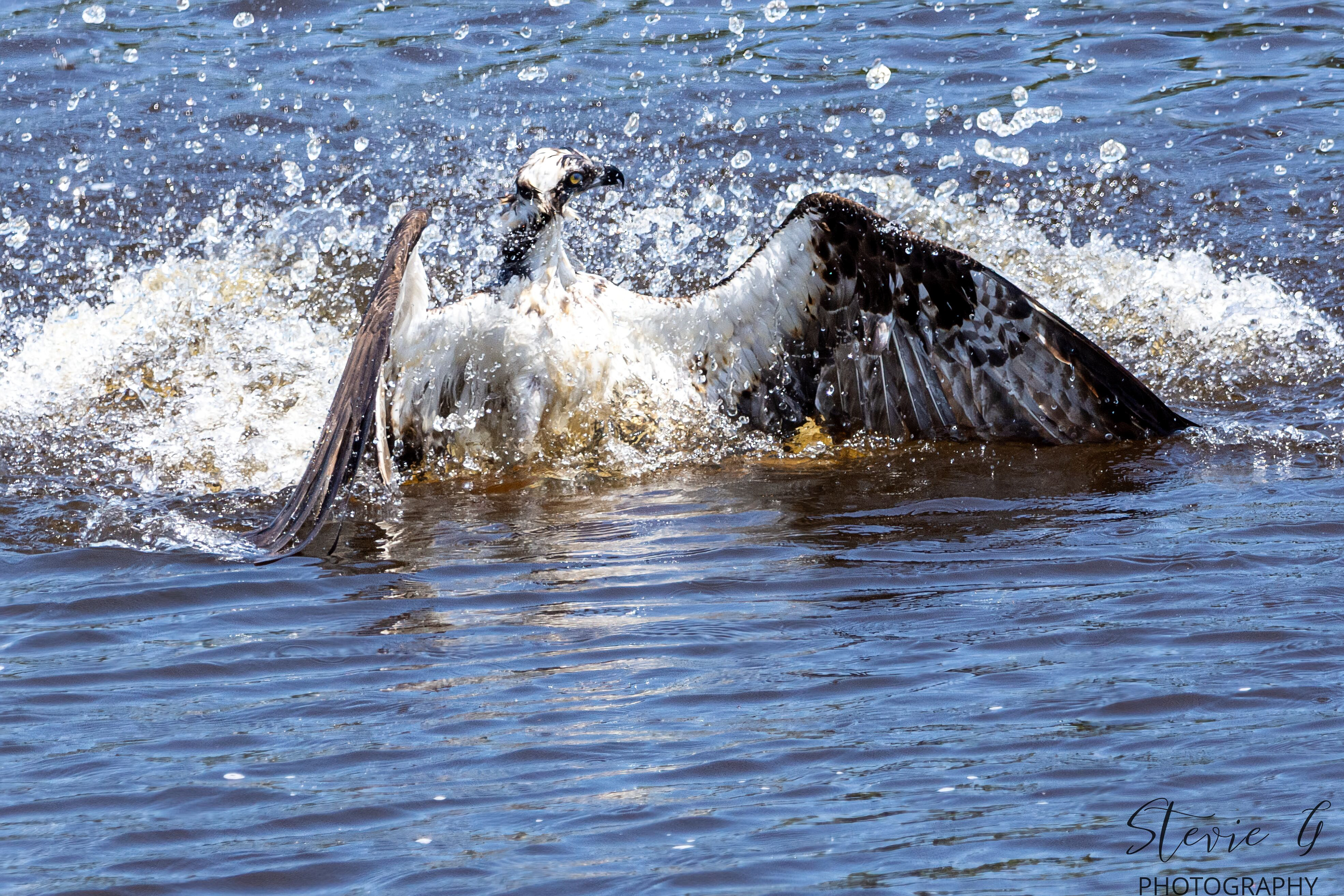 Osprey - Southern N.H.