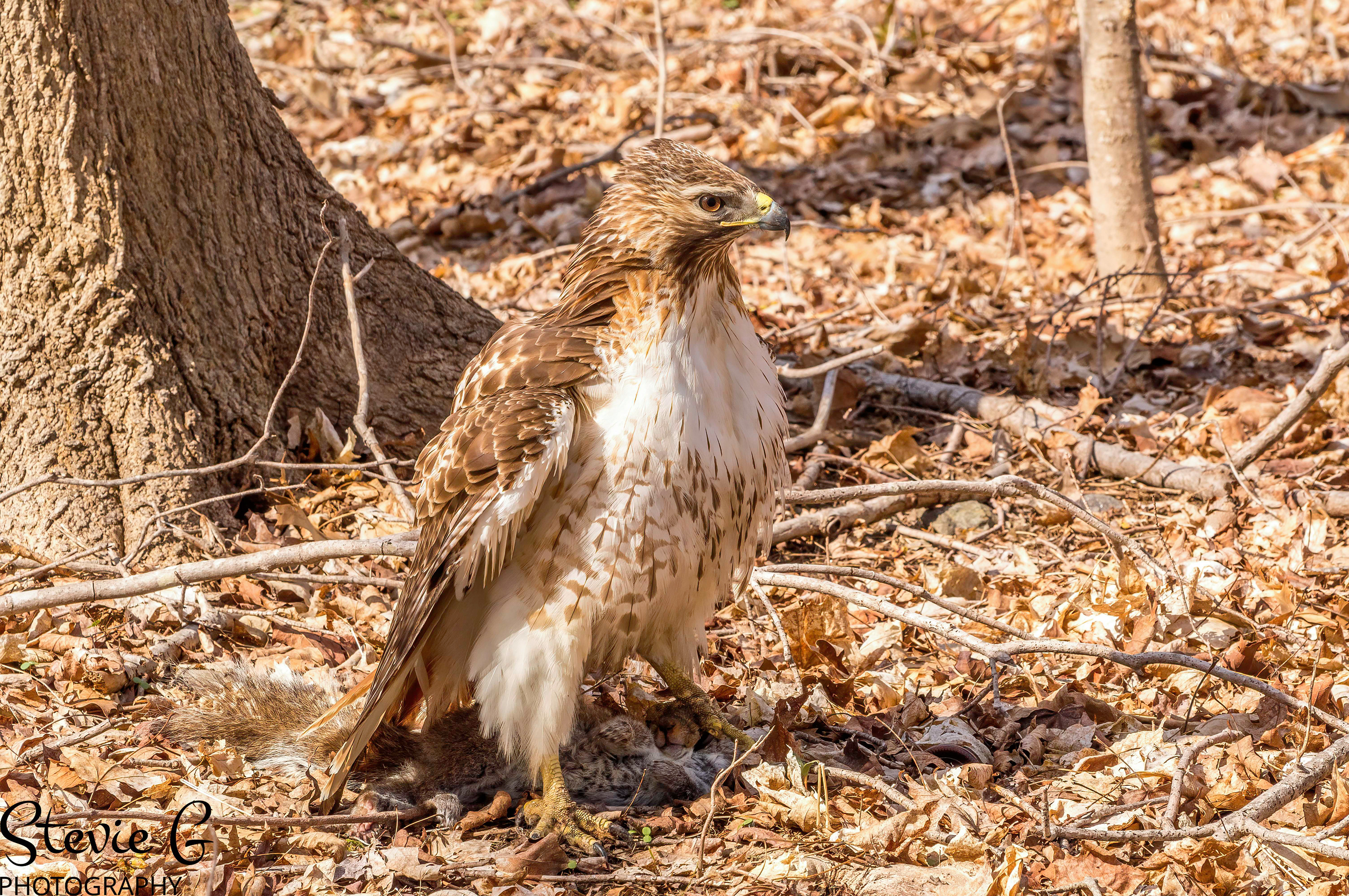 Redtail Hawk