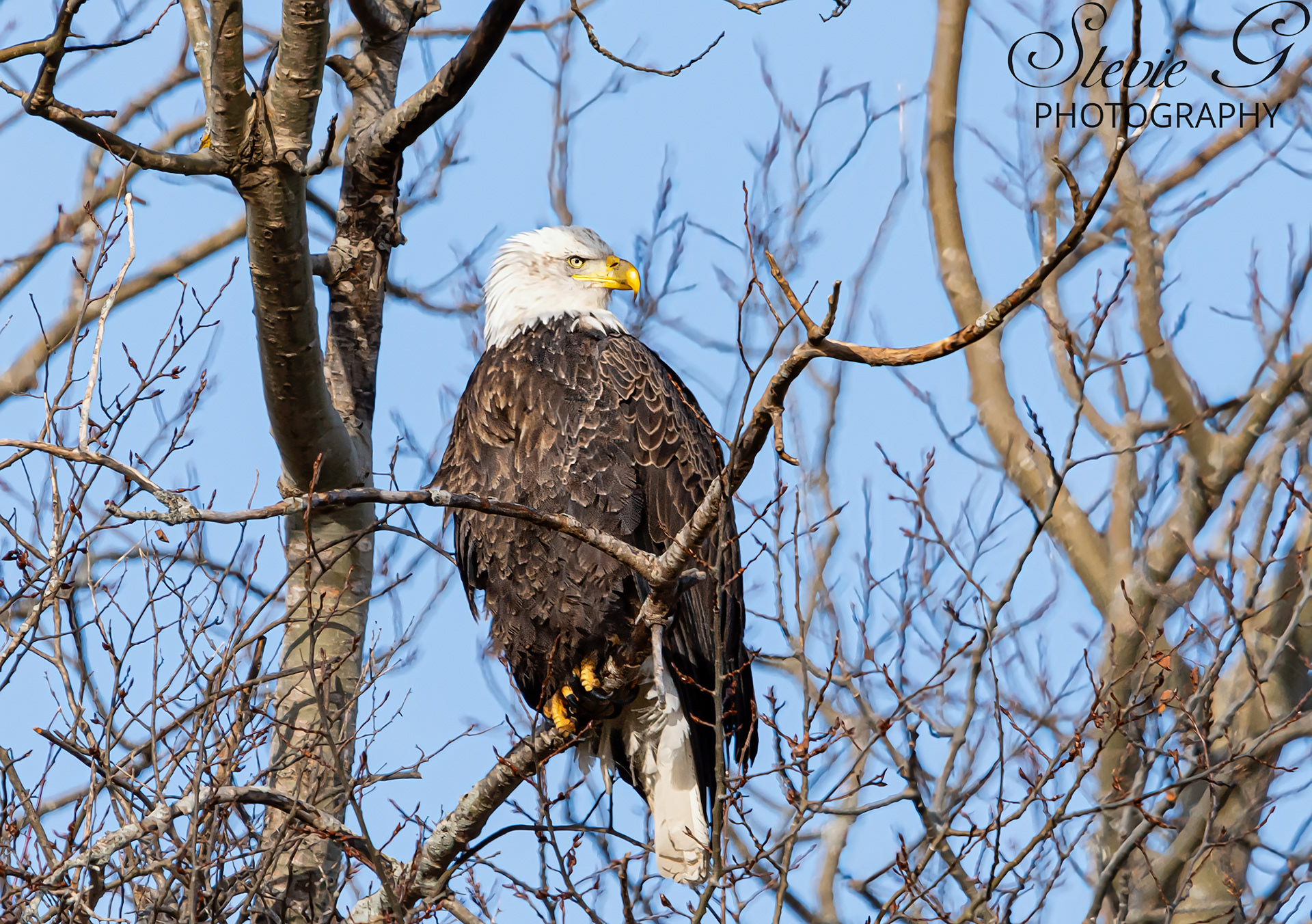 Bald Eagle - Rye N.H.