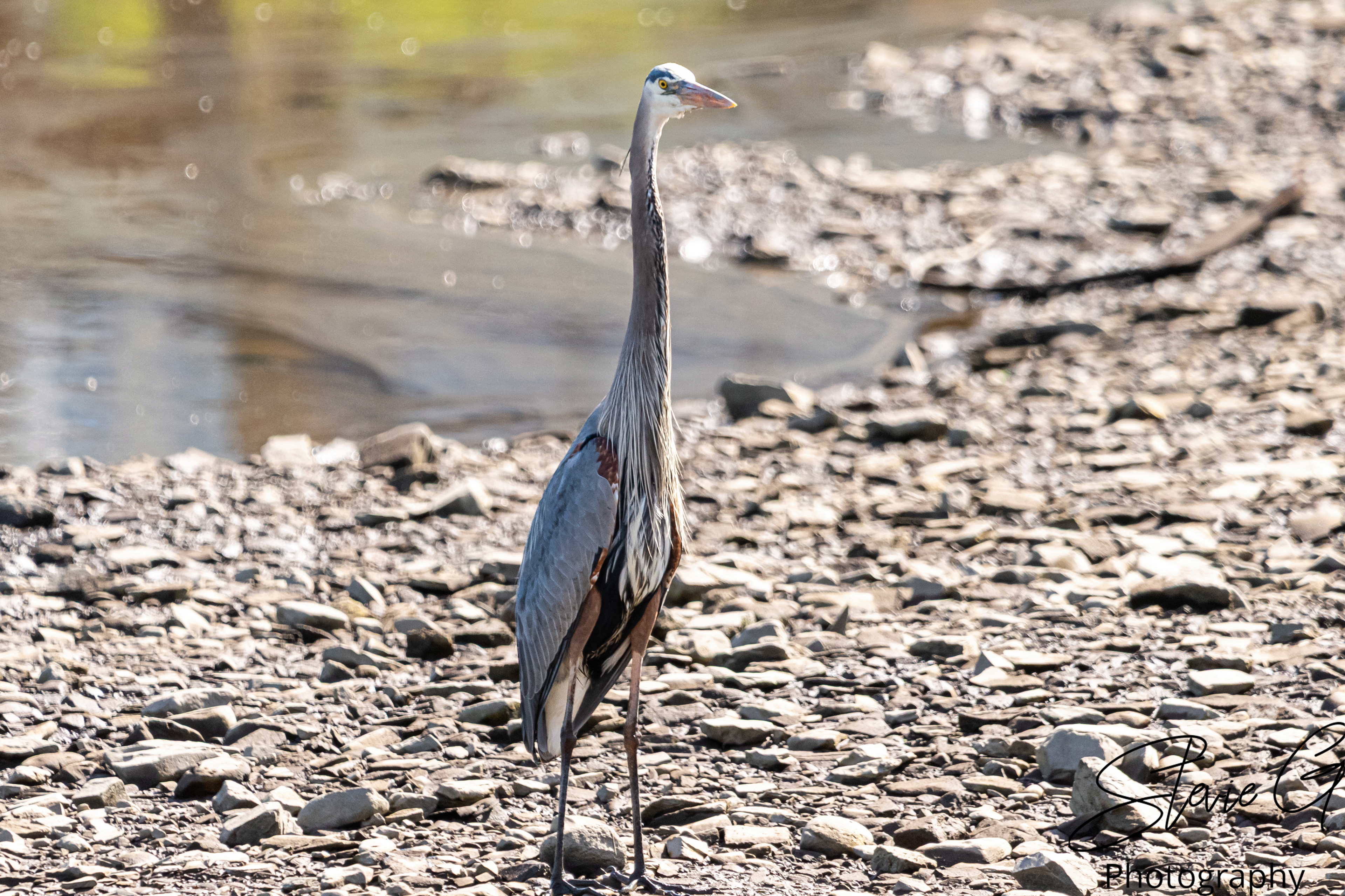 Great Blue Heron