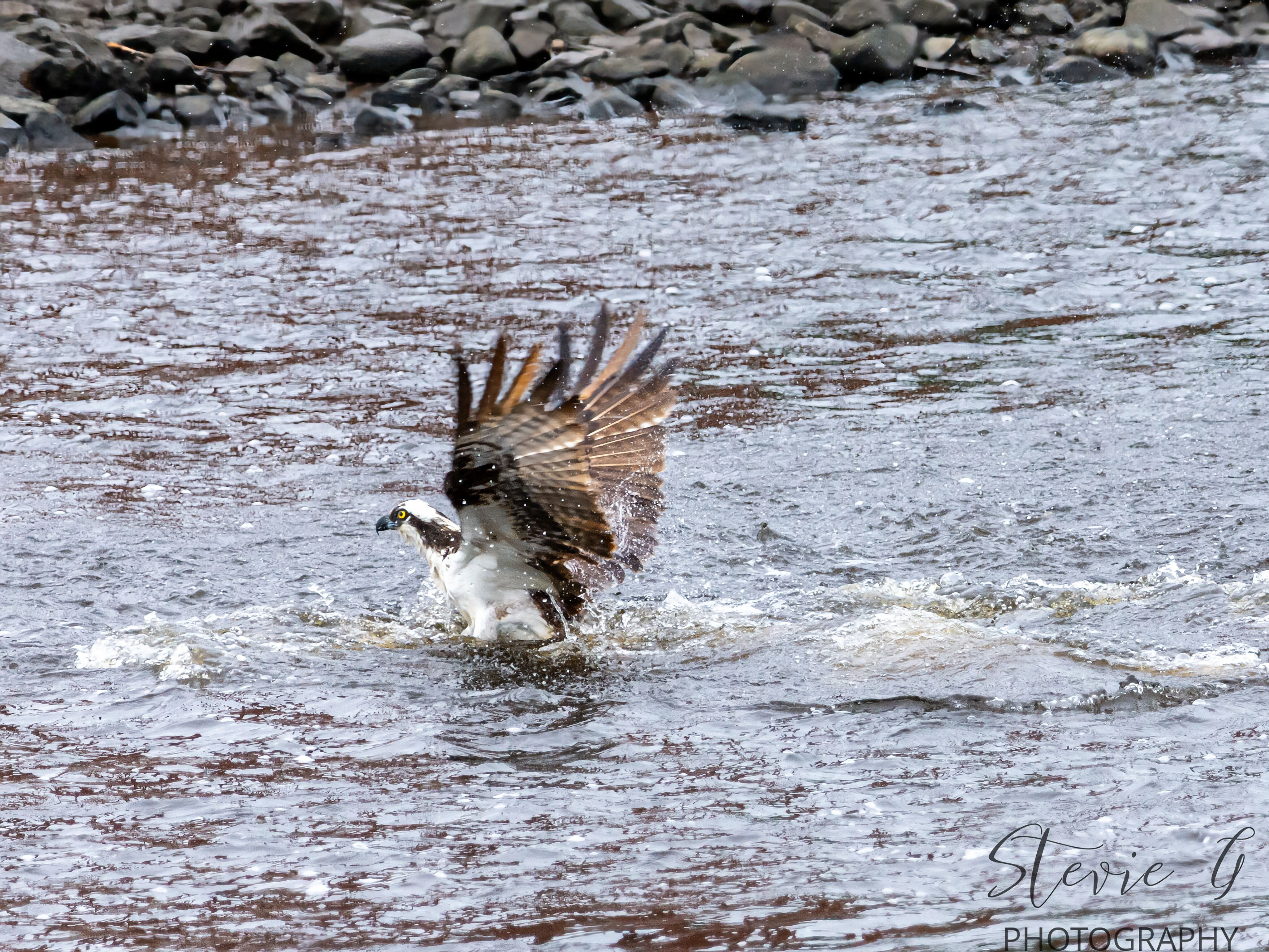 Osprey
