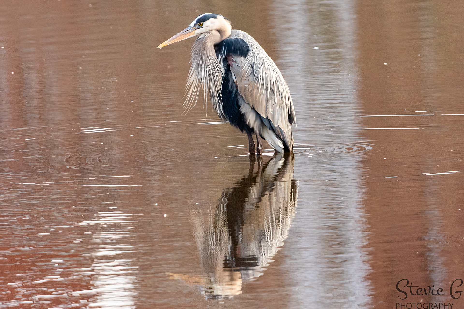 Blue Heron