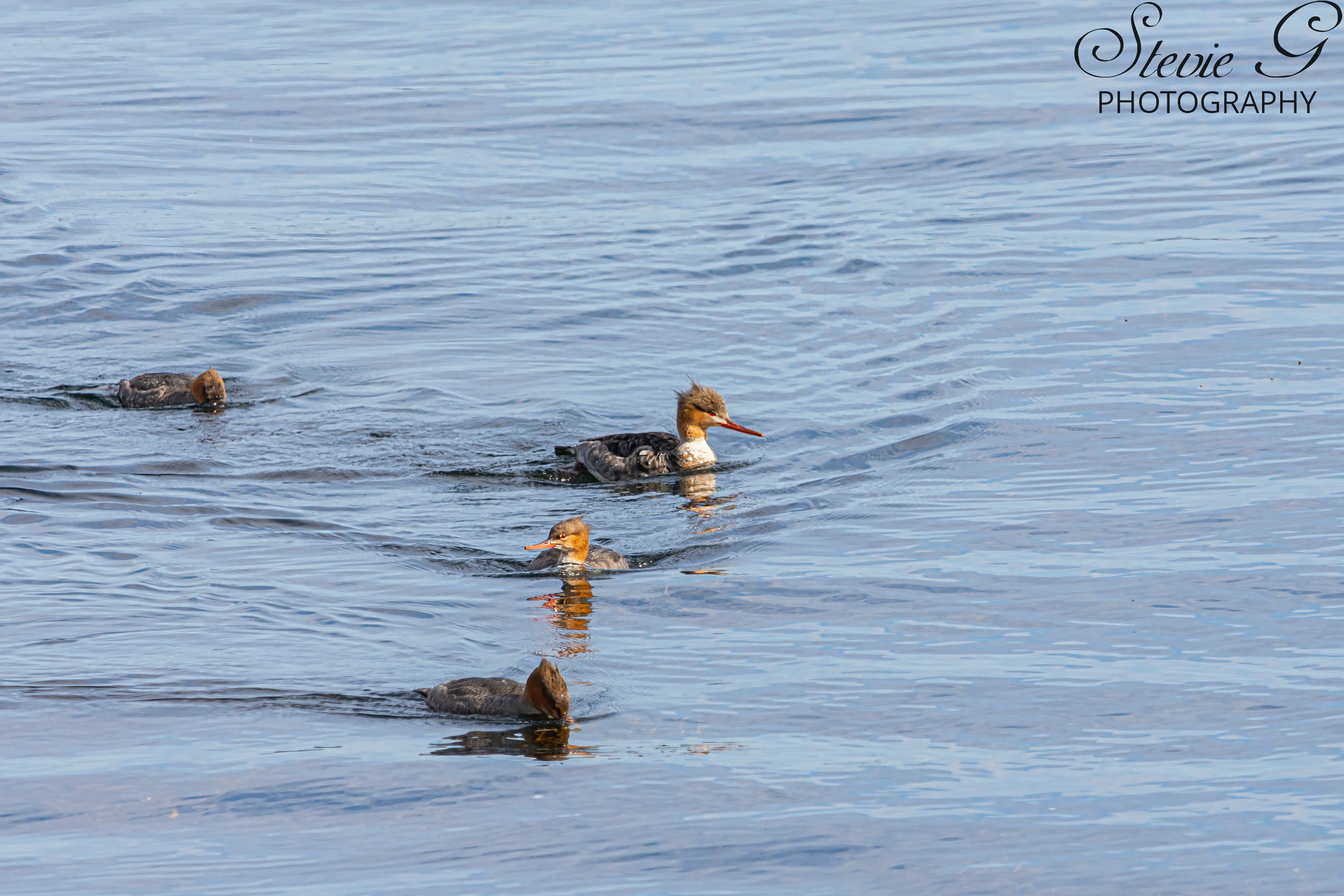Red-breasted merganser - Odiorne State Park