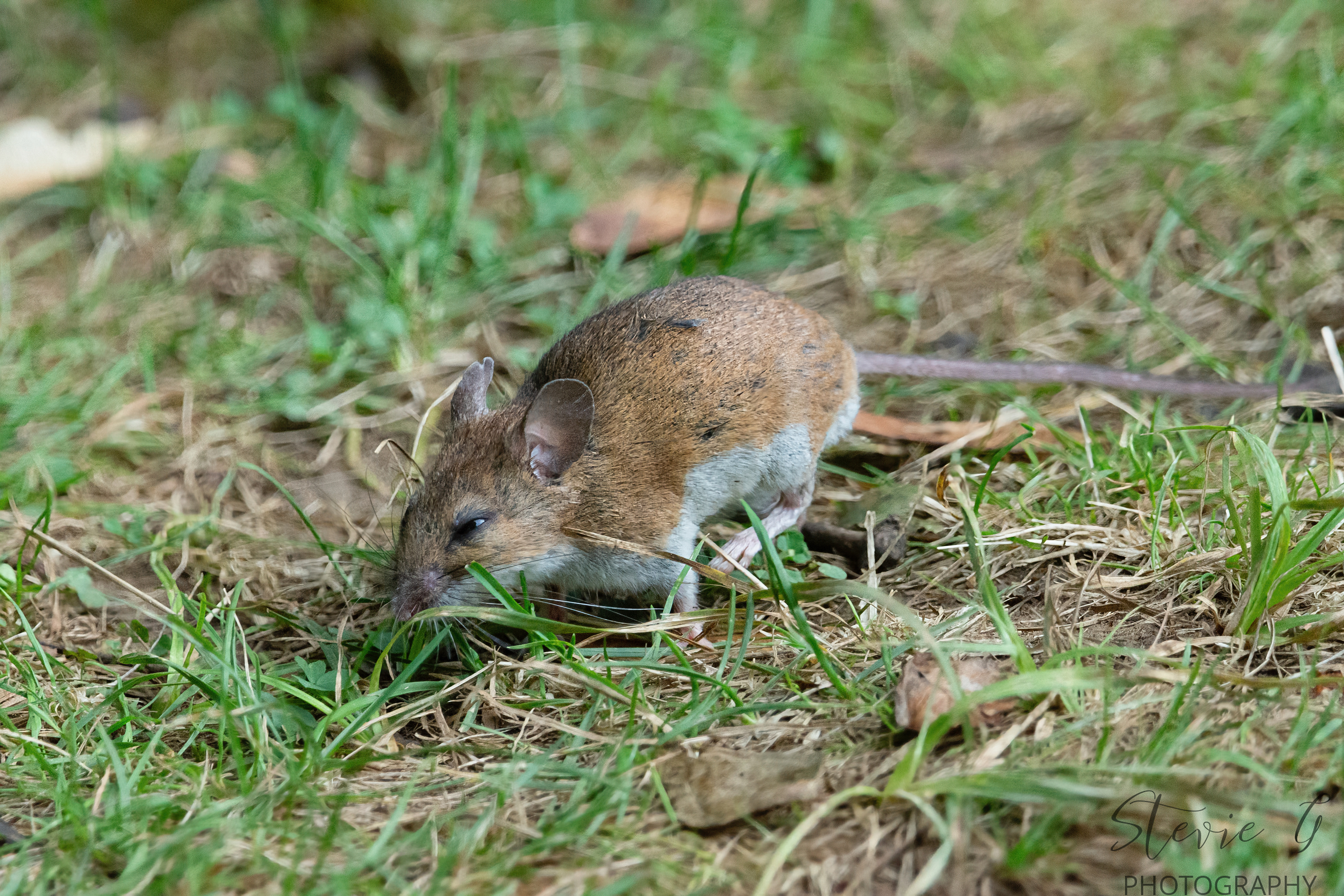 Wood Mouse - Odiorne State Park