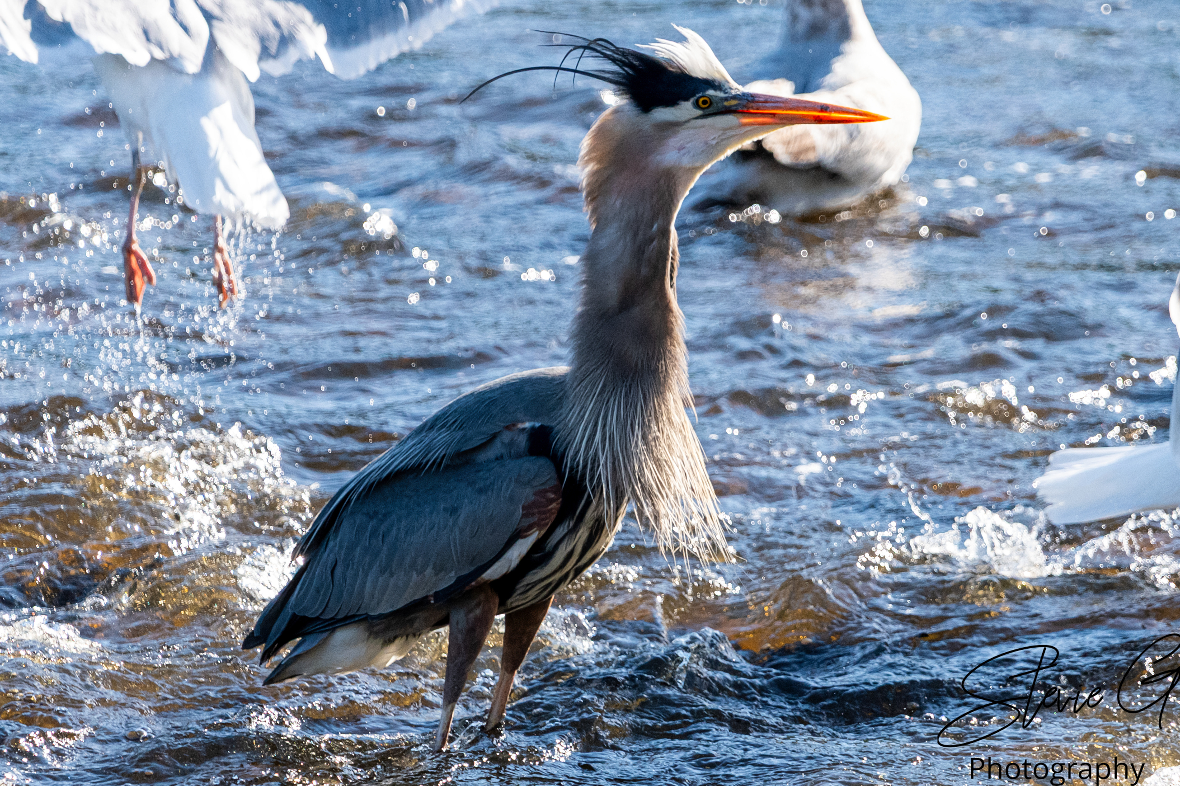 Blue Heron