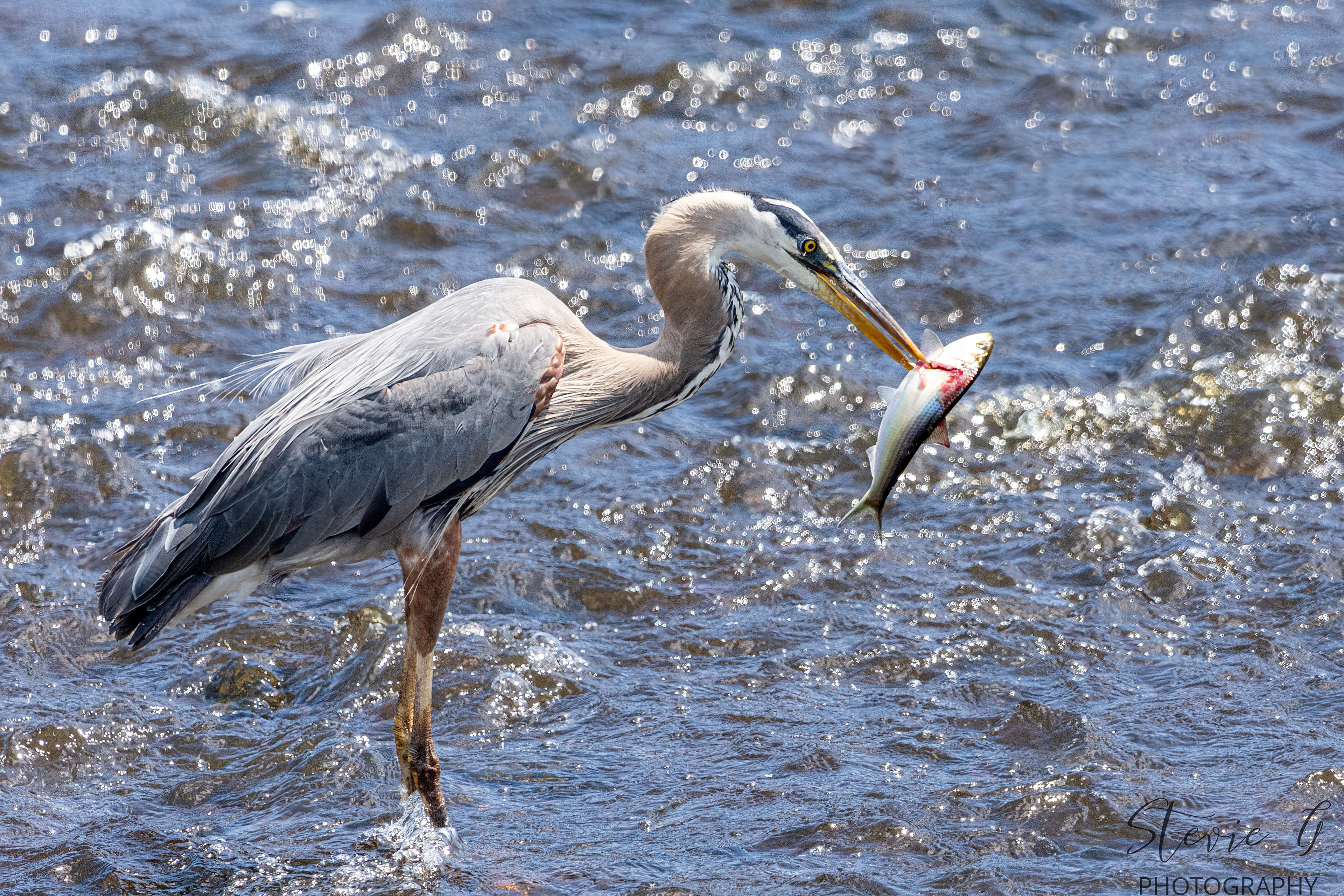 Great Blue Heron