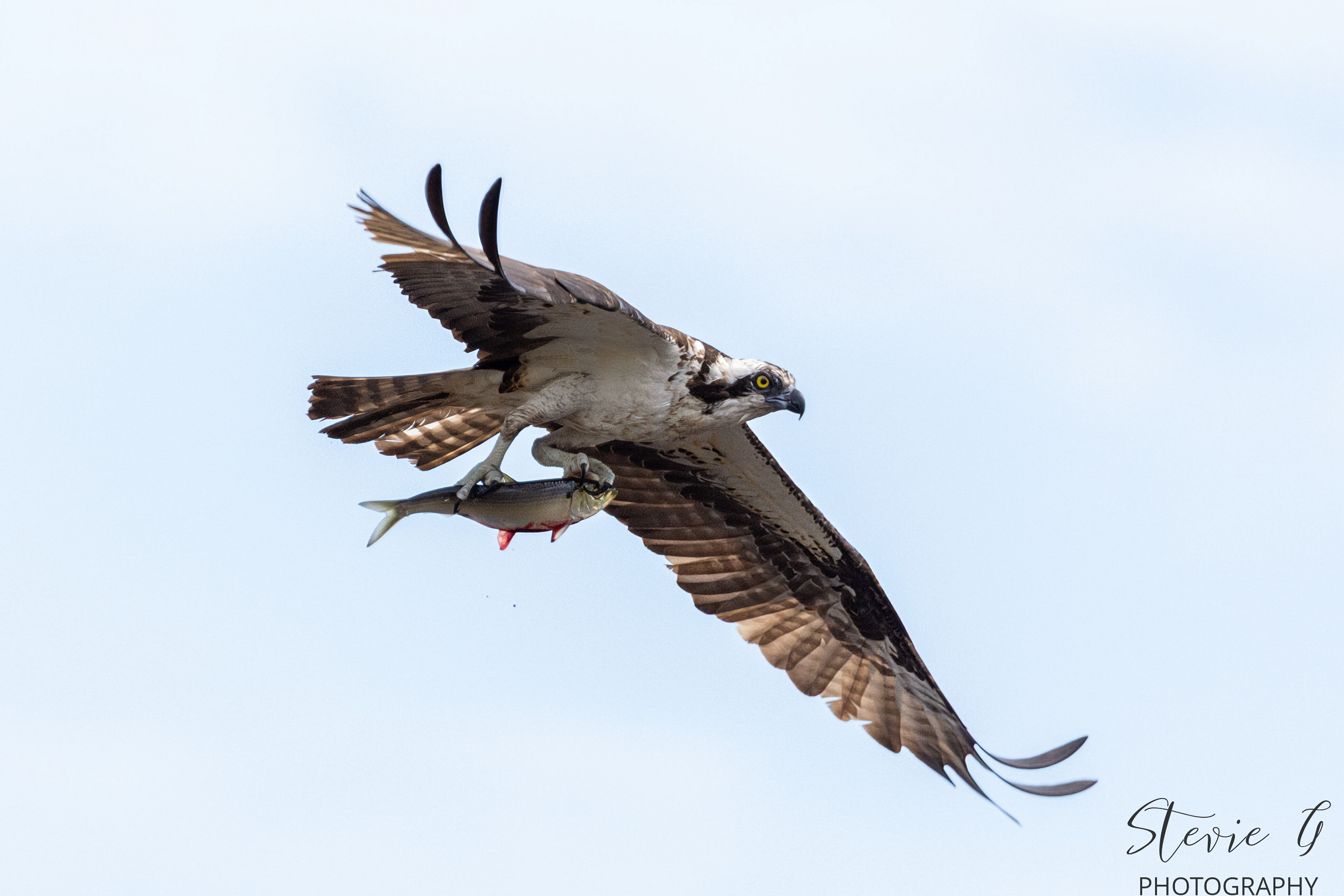 Osprey - Southern N.H.