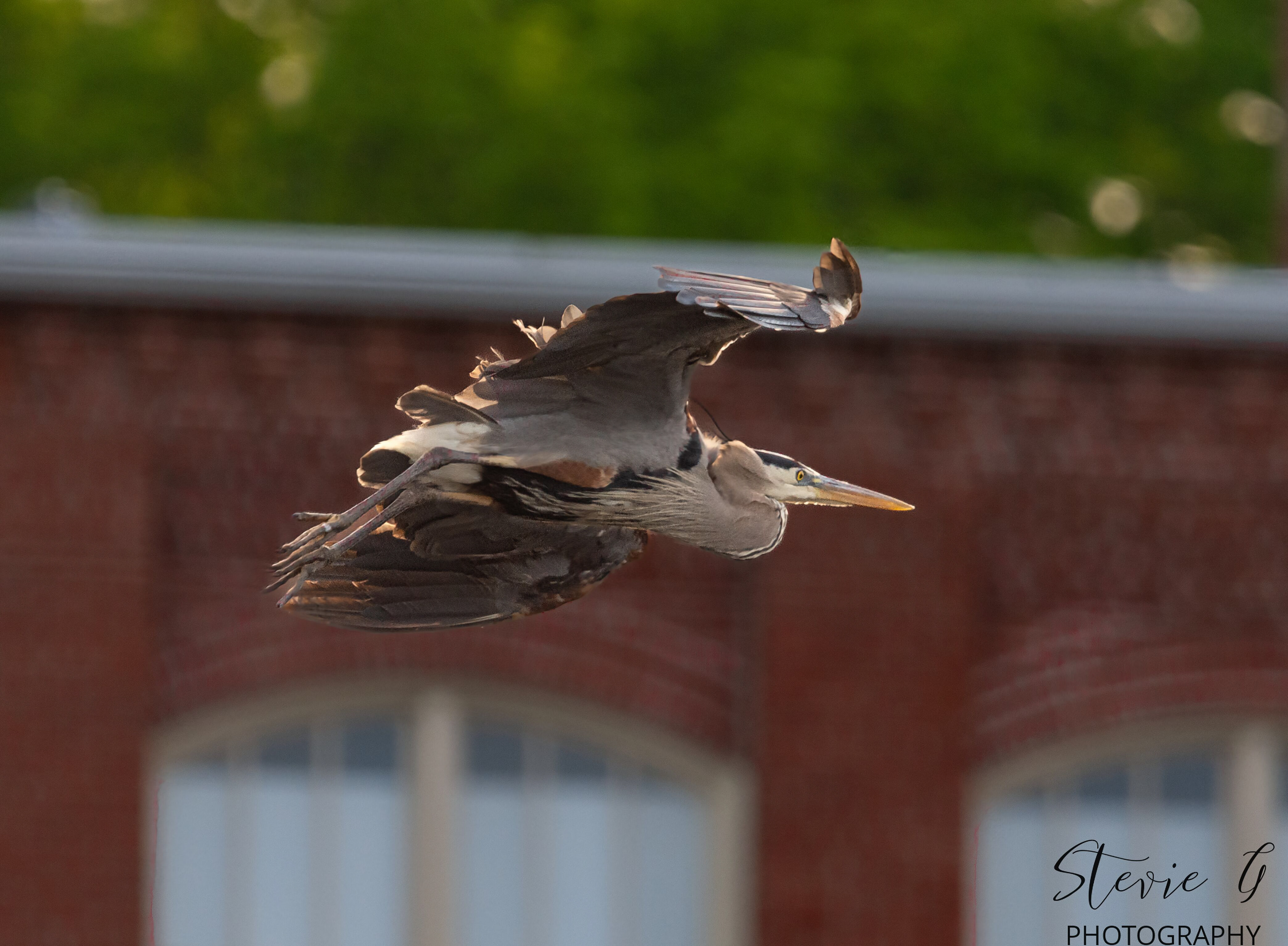 Great Blue Heron