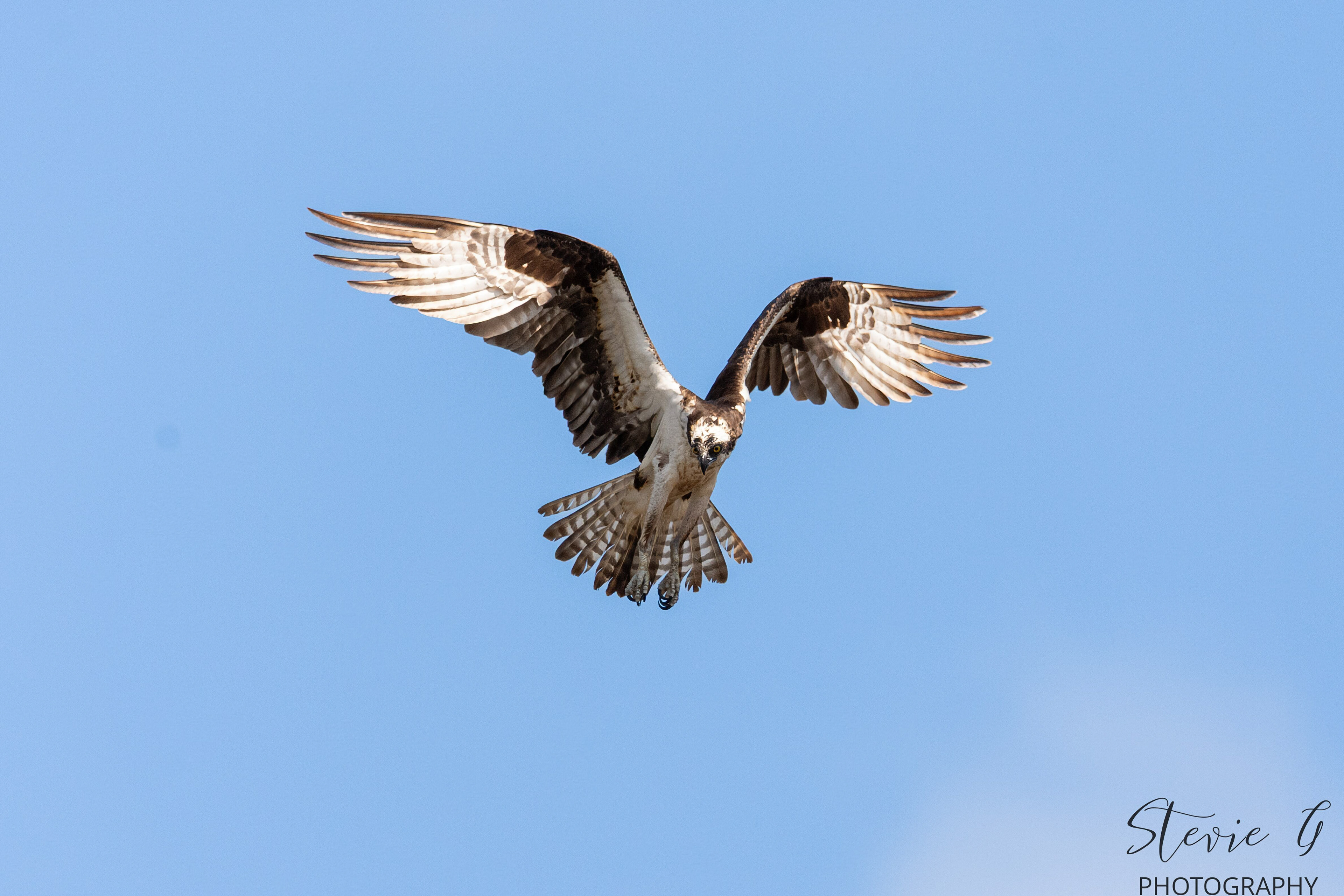 Osprey - Southern N.H.