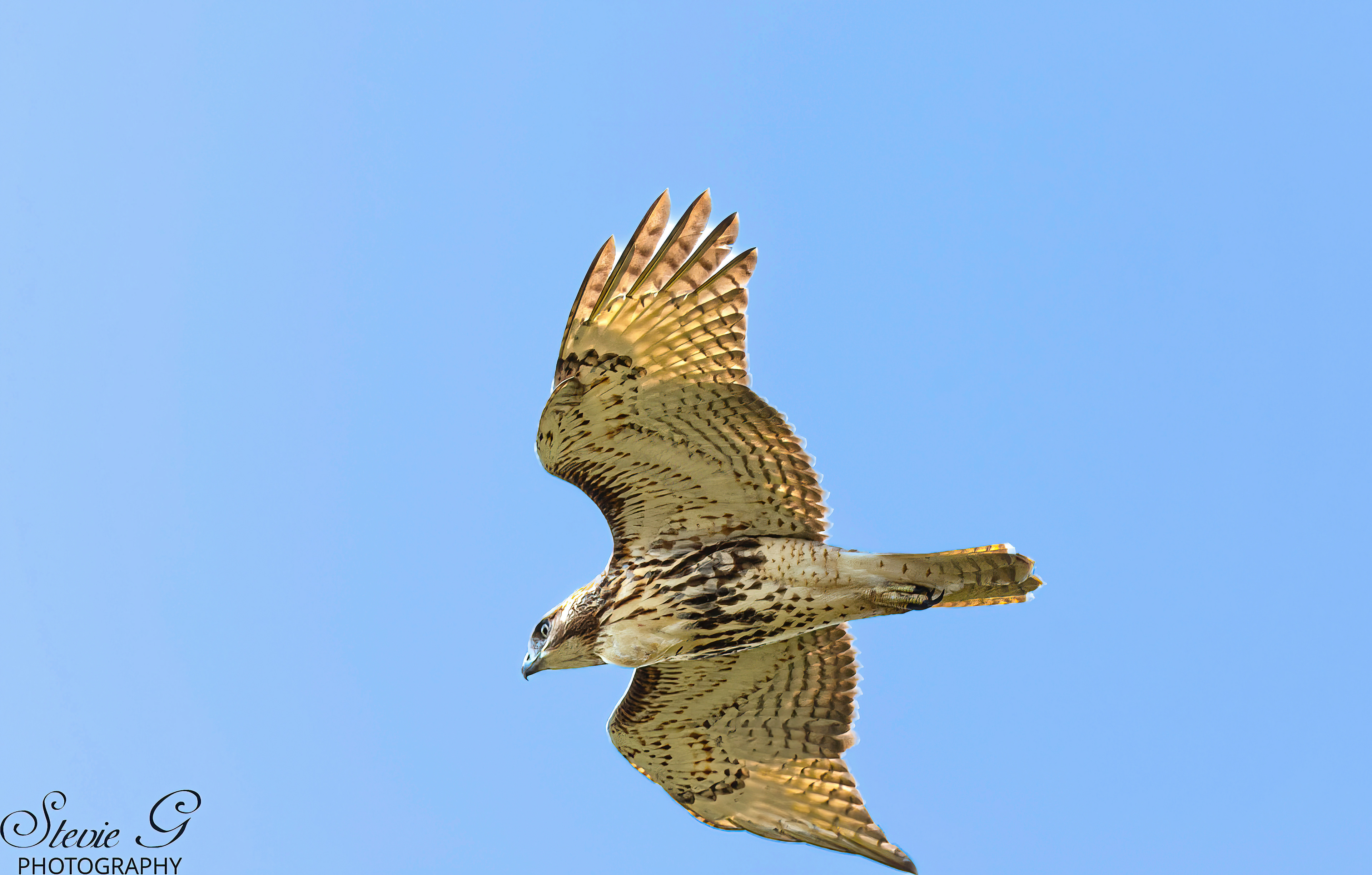Broad Winged Hawk Odiorne State Park