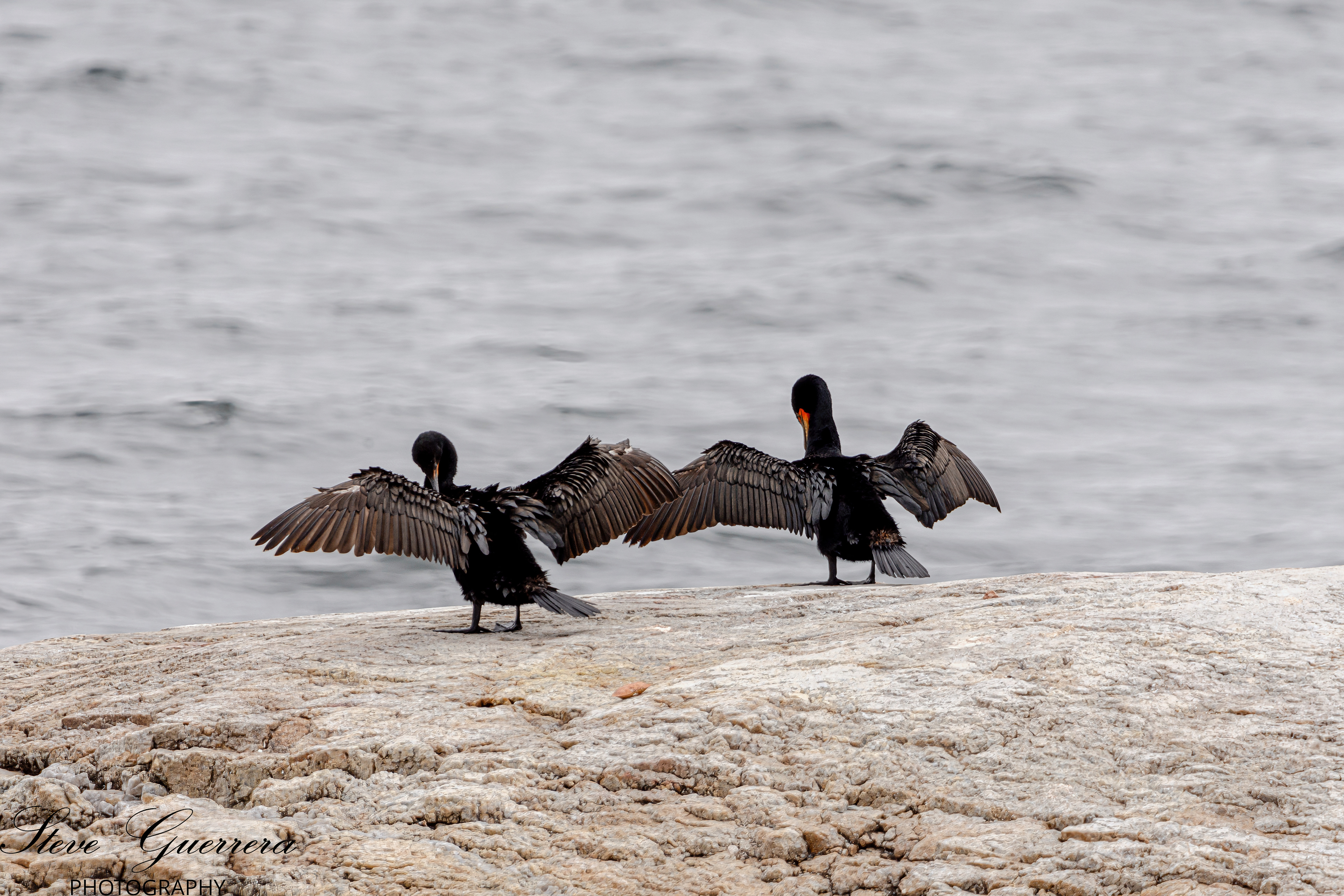 Double-crested Cormorants 