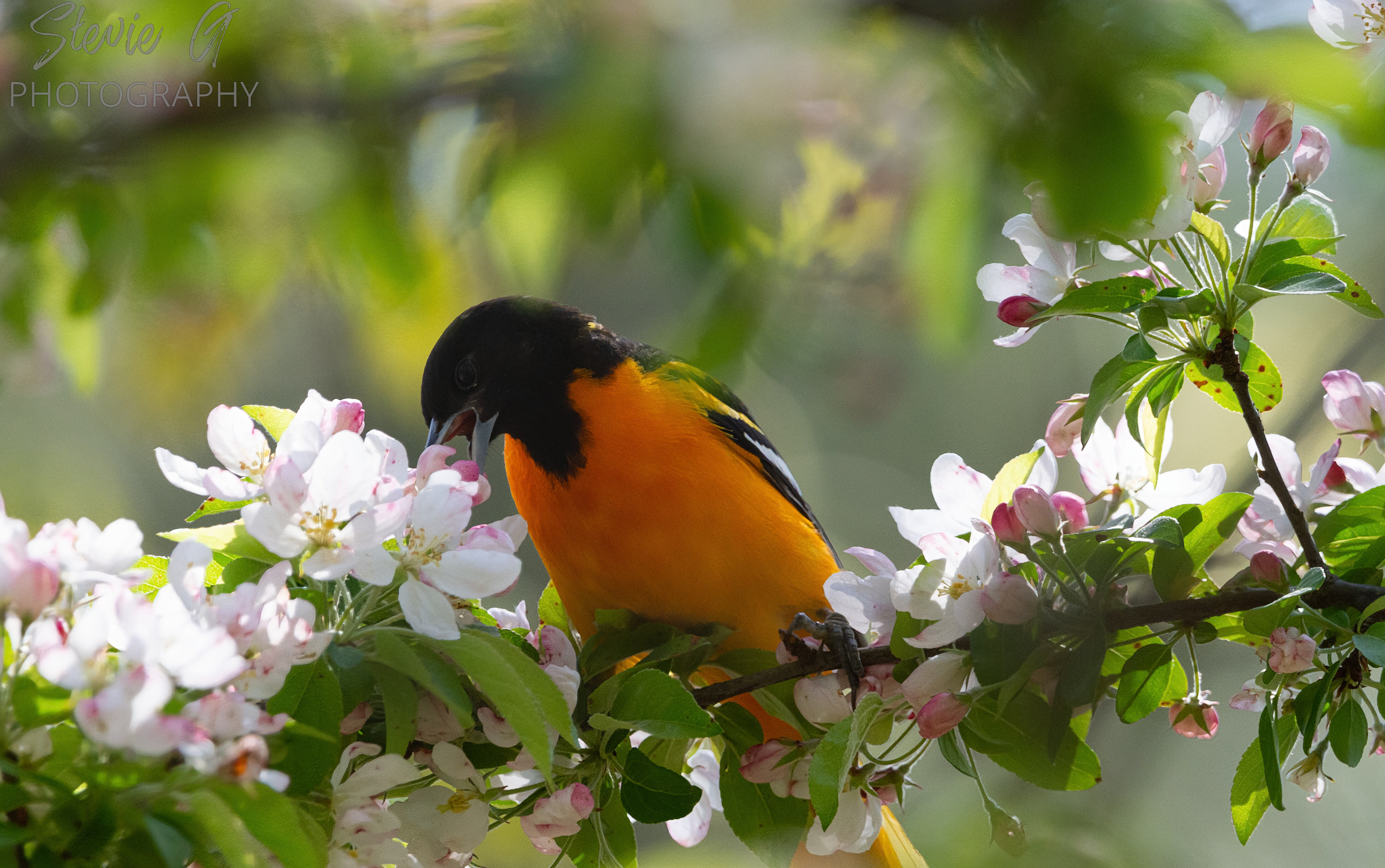 Oriole