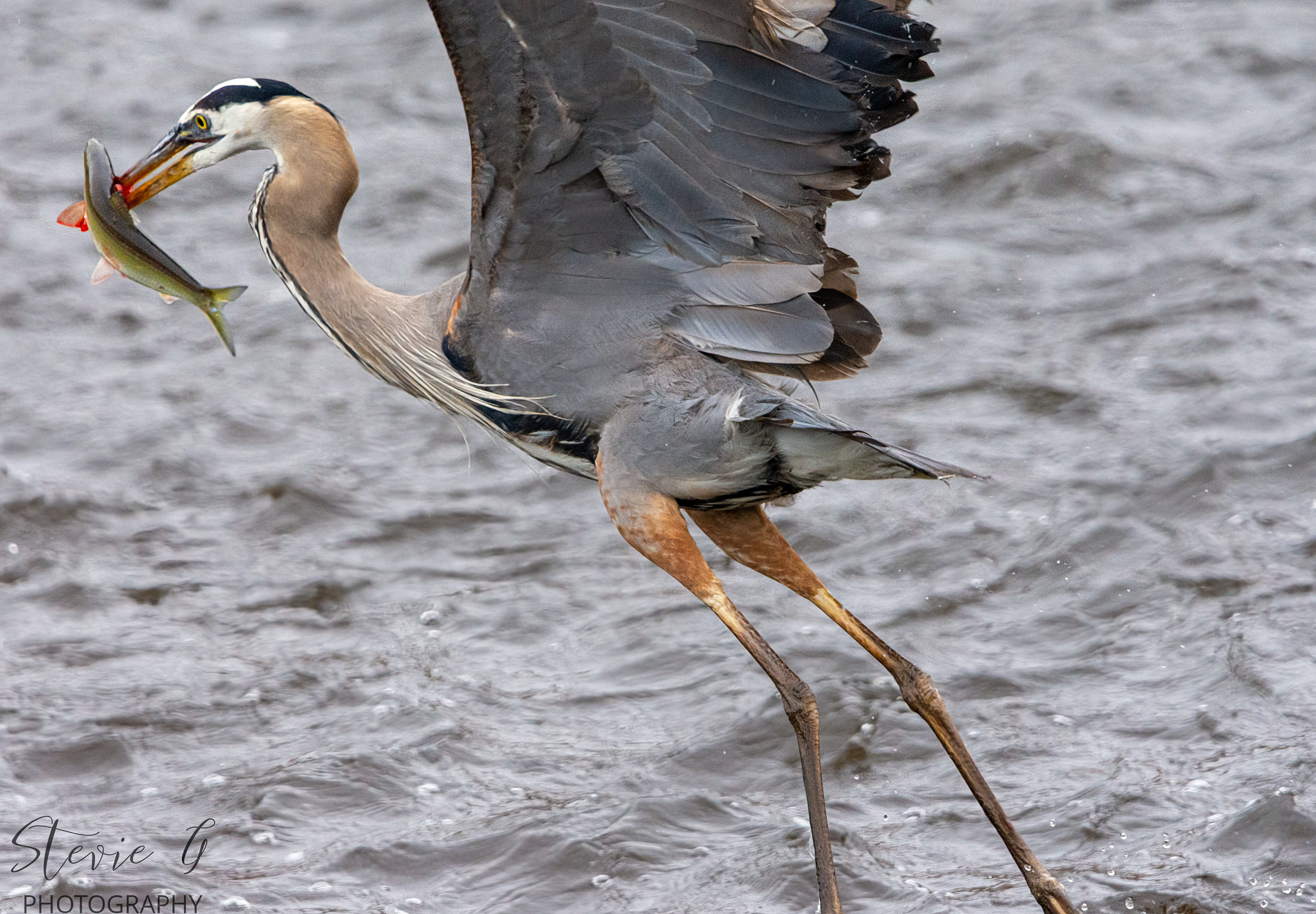 Great Blue Heron