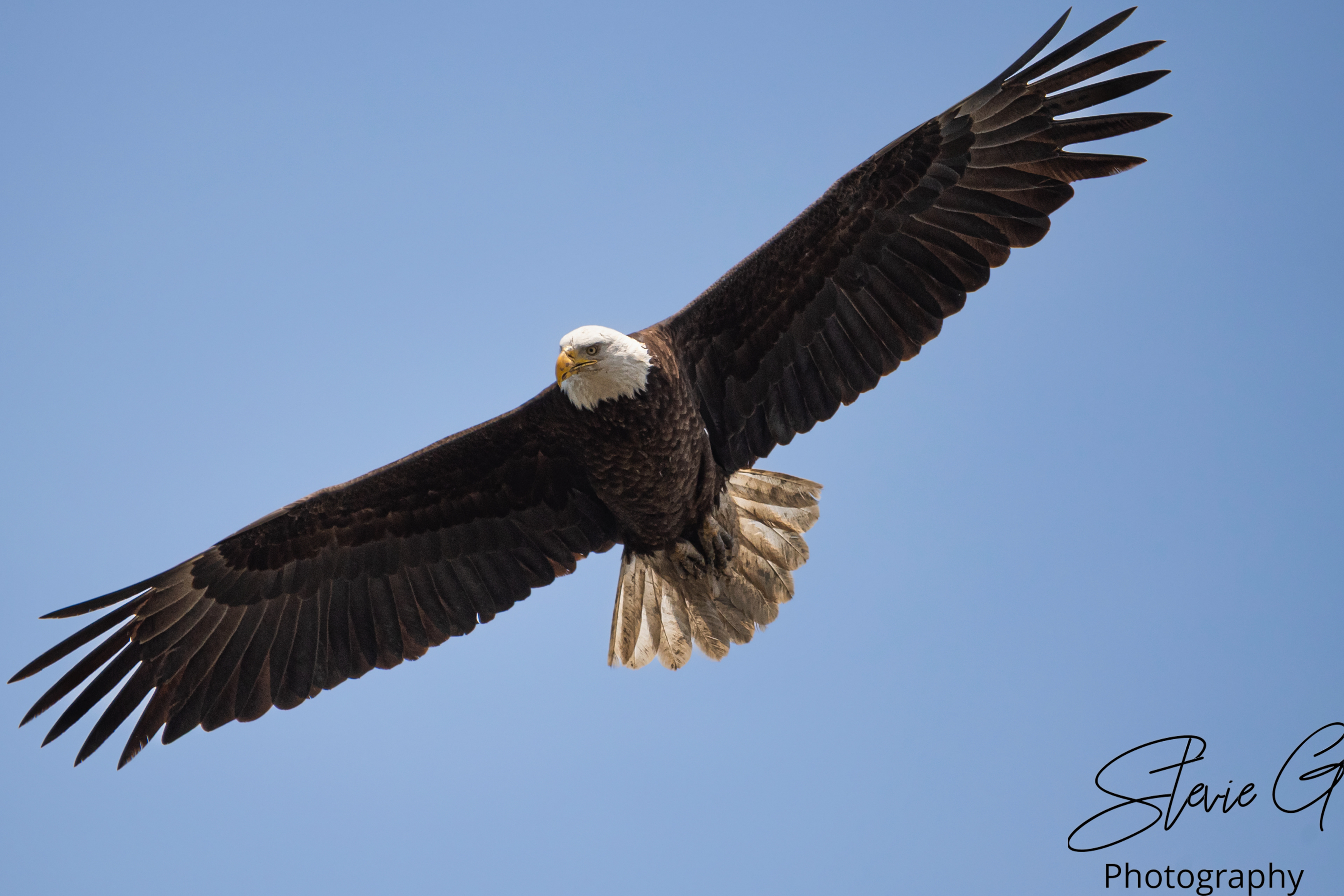Bald Eagle