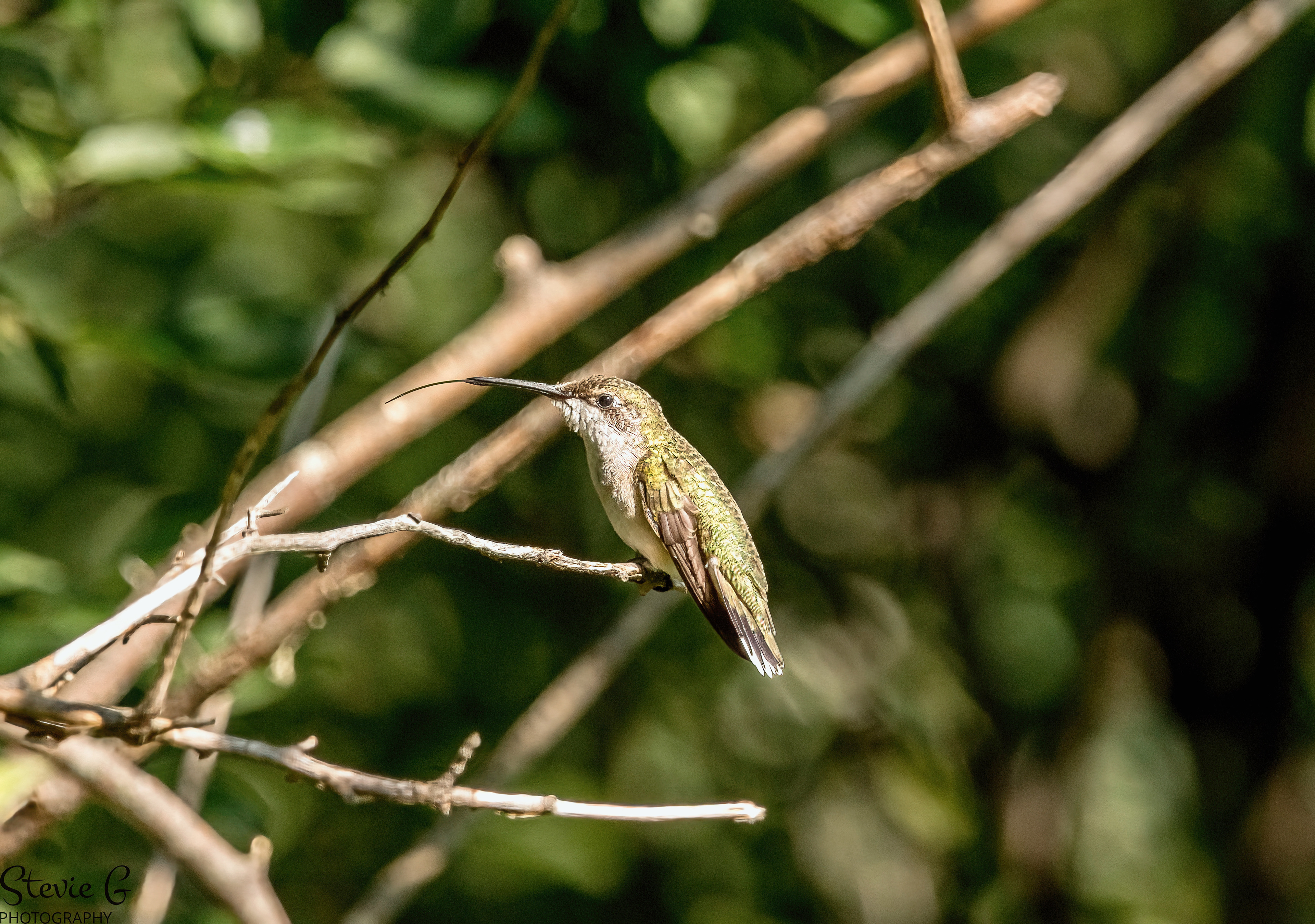 Ruby-throated Hummingbird Odiorne State Park