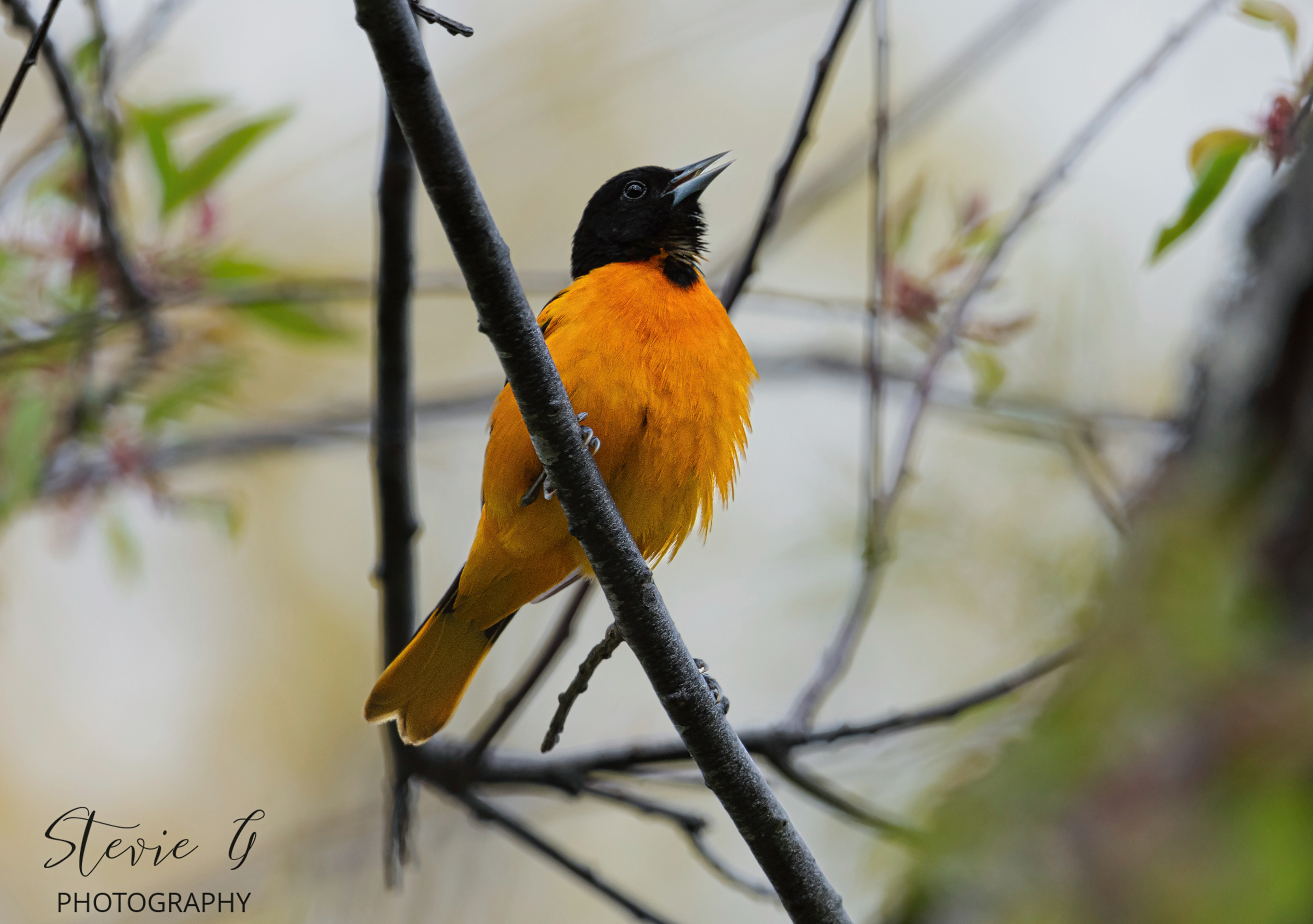 Baltimore Oriole - Odiorne State Park