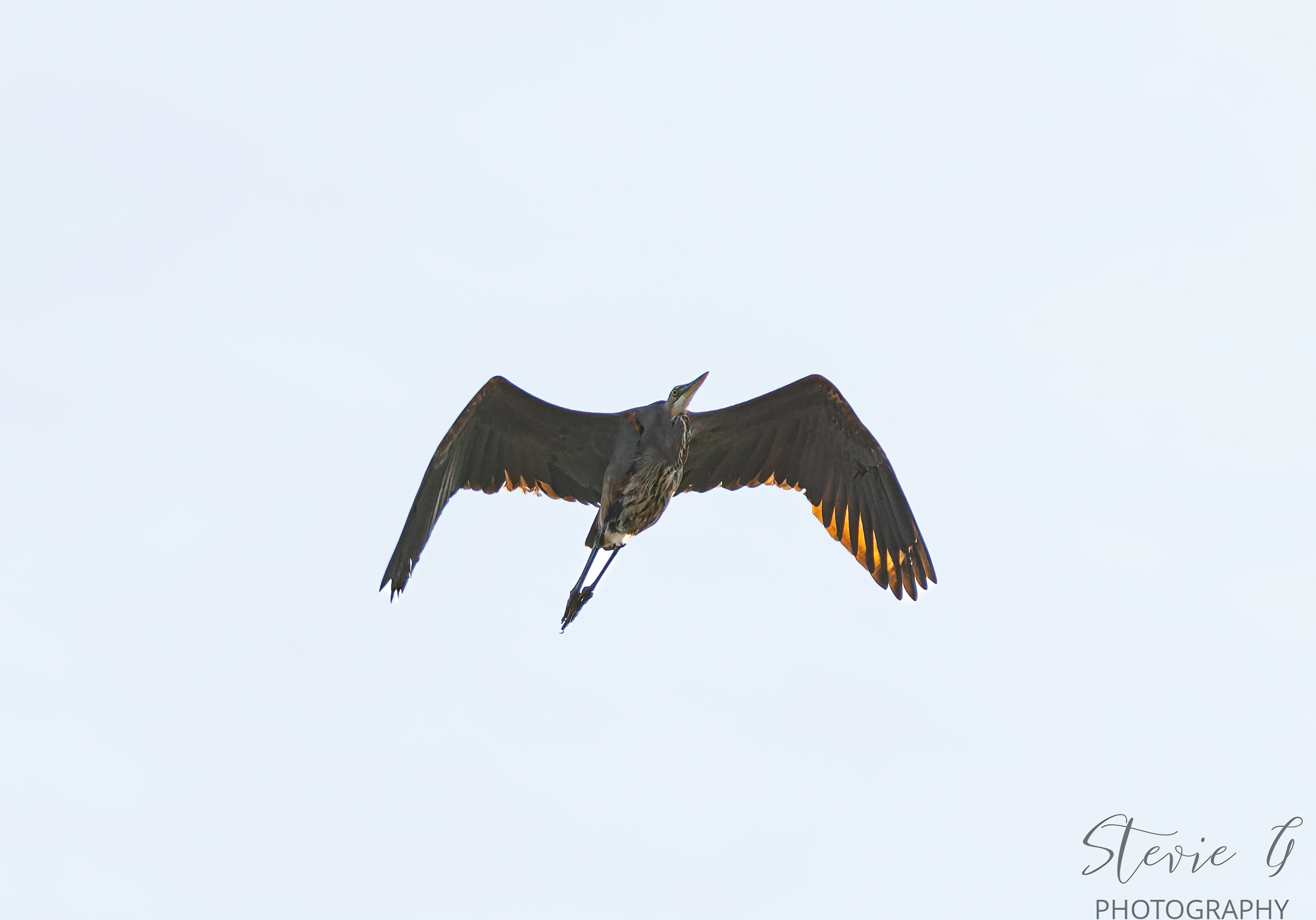Great Blue Heron - Odiorne State Park