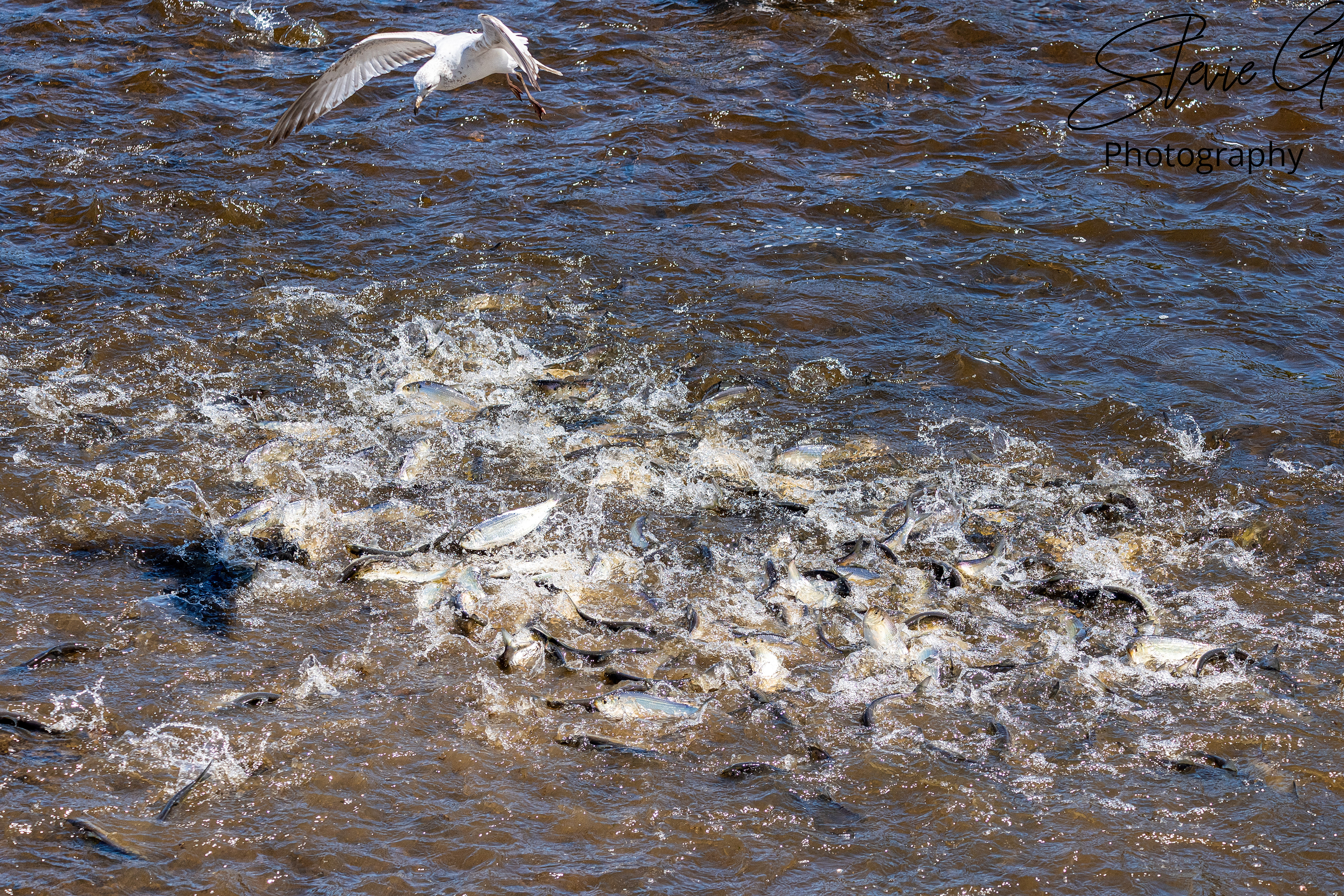 Fish Run Alwive