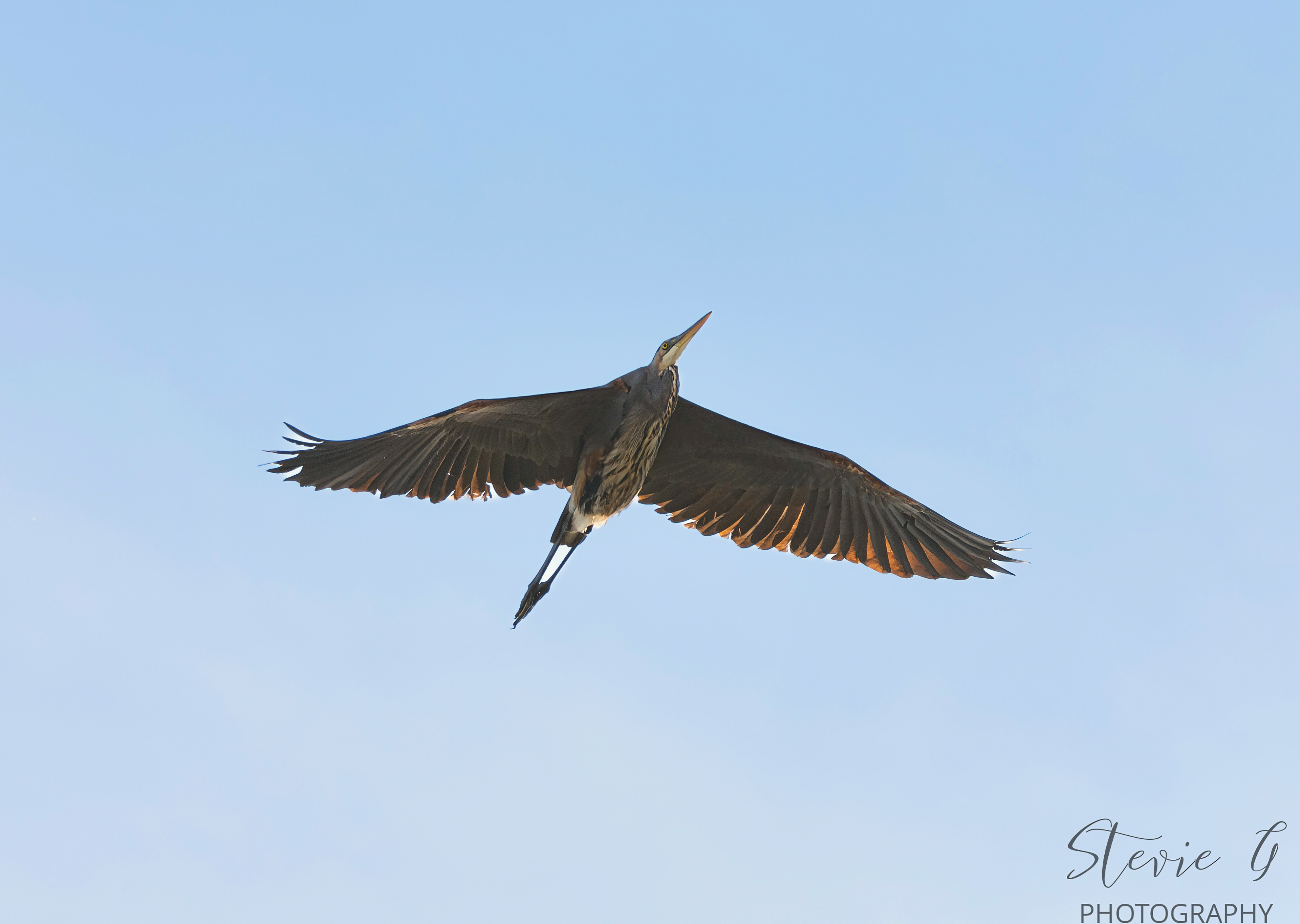 Great Blue Heron - Odiorne State Park