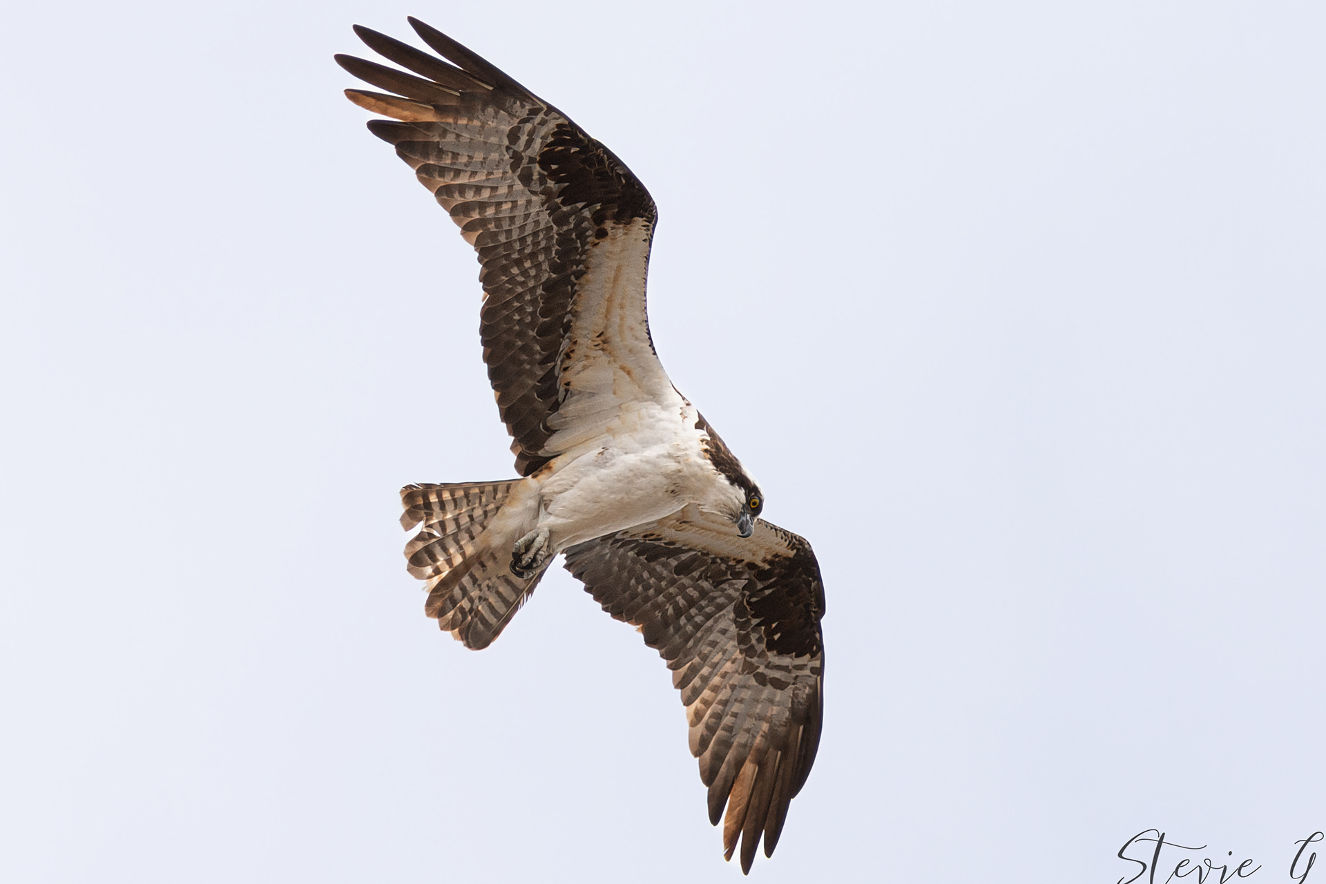 Osprey Southern NE