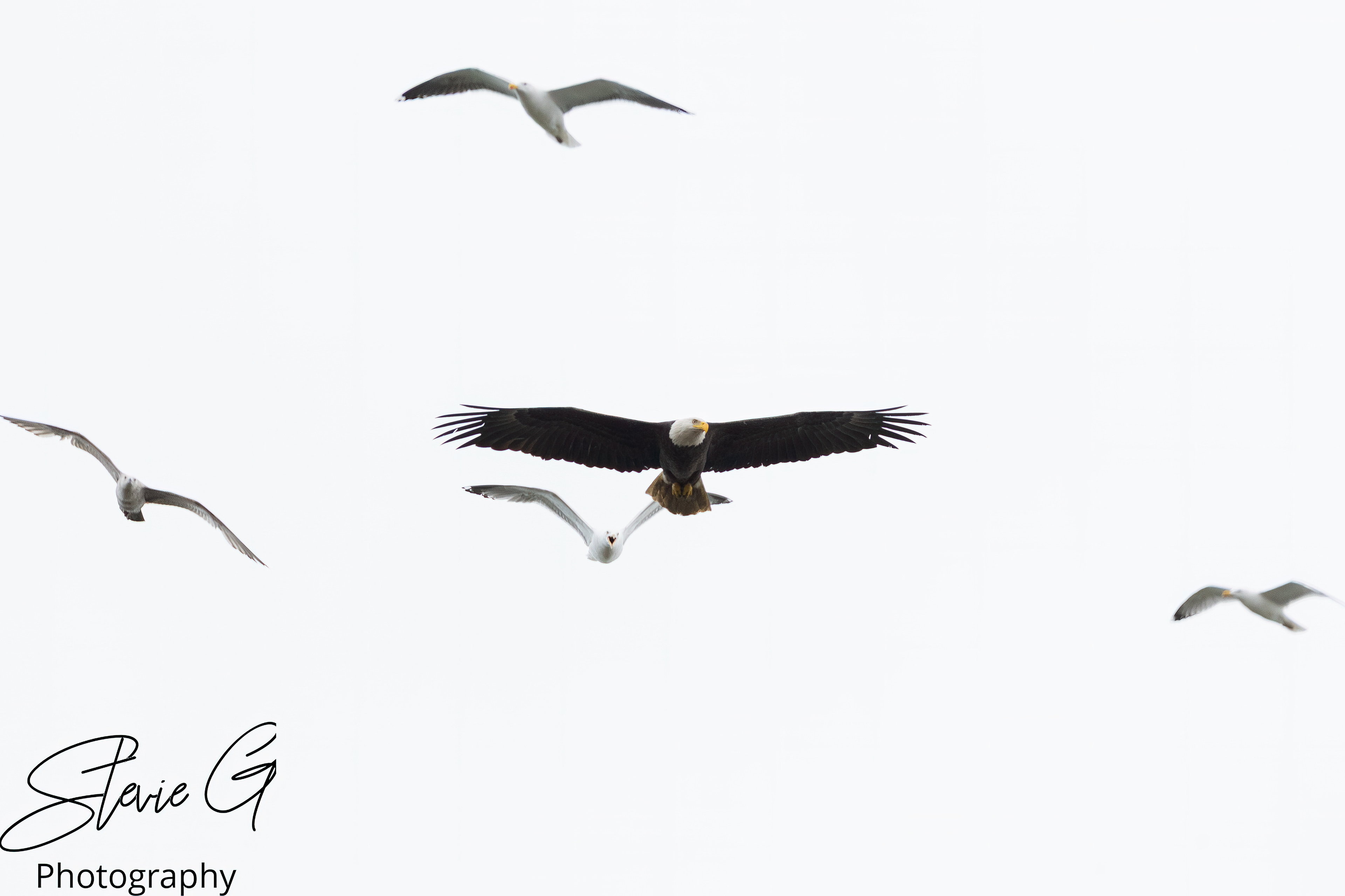 Bald Eagle