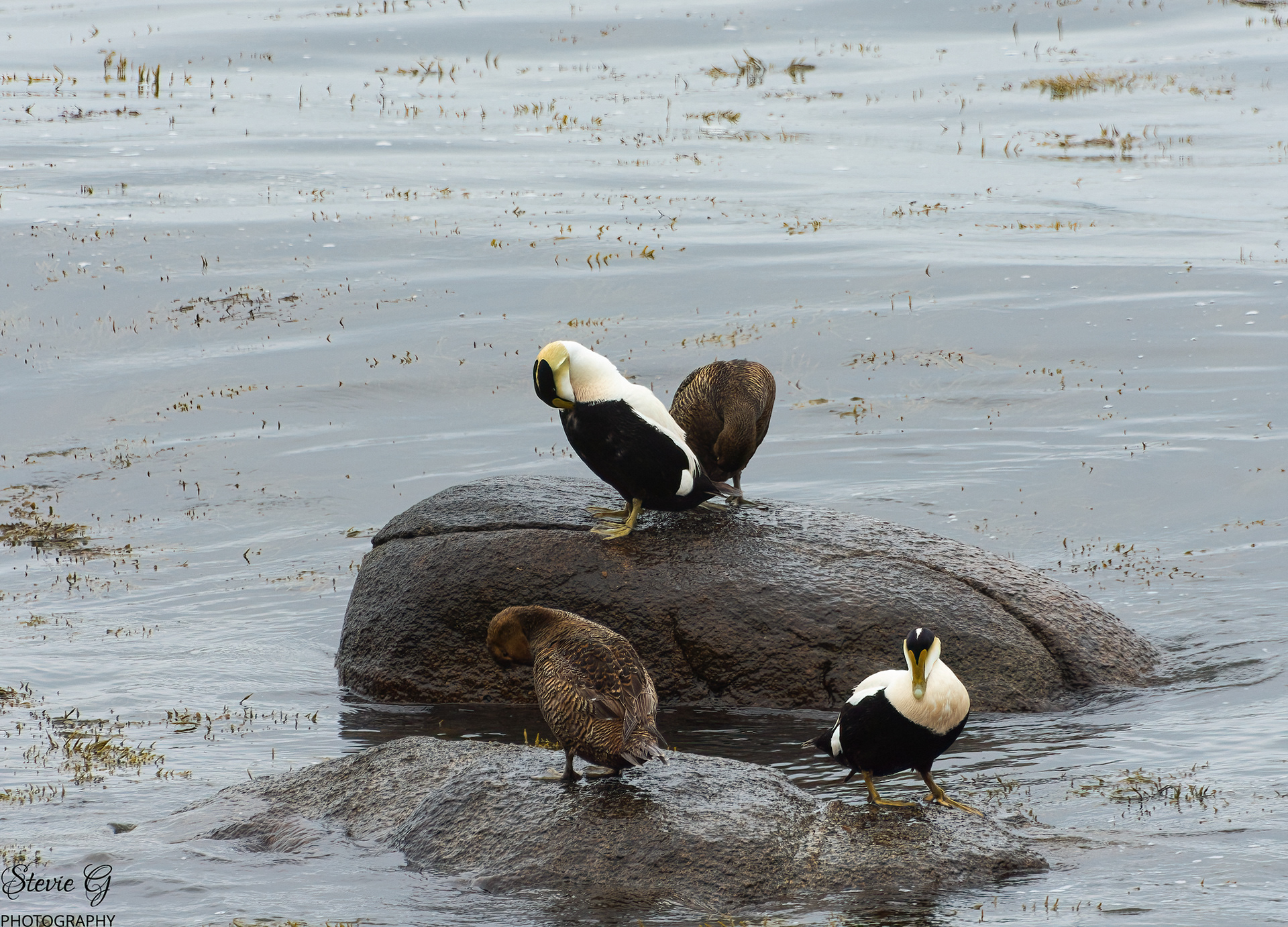 Eider Duck