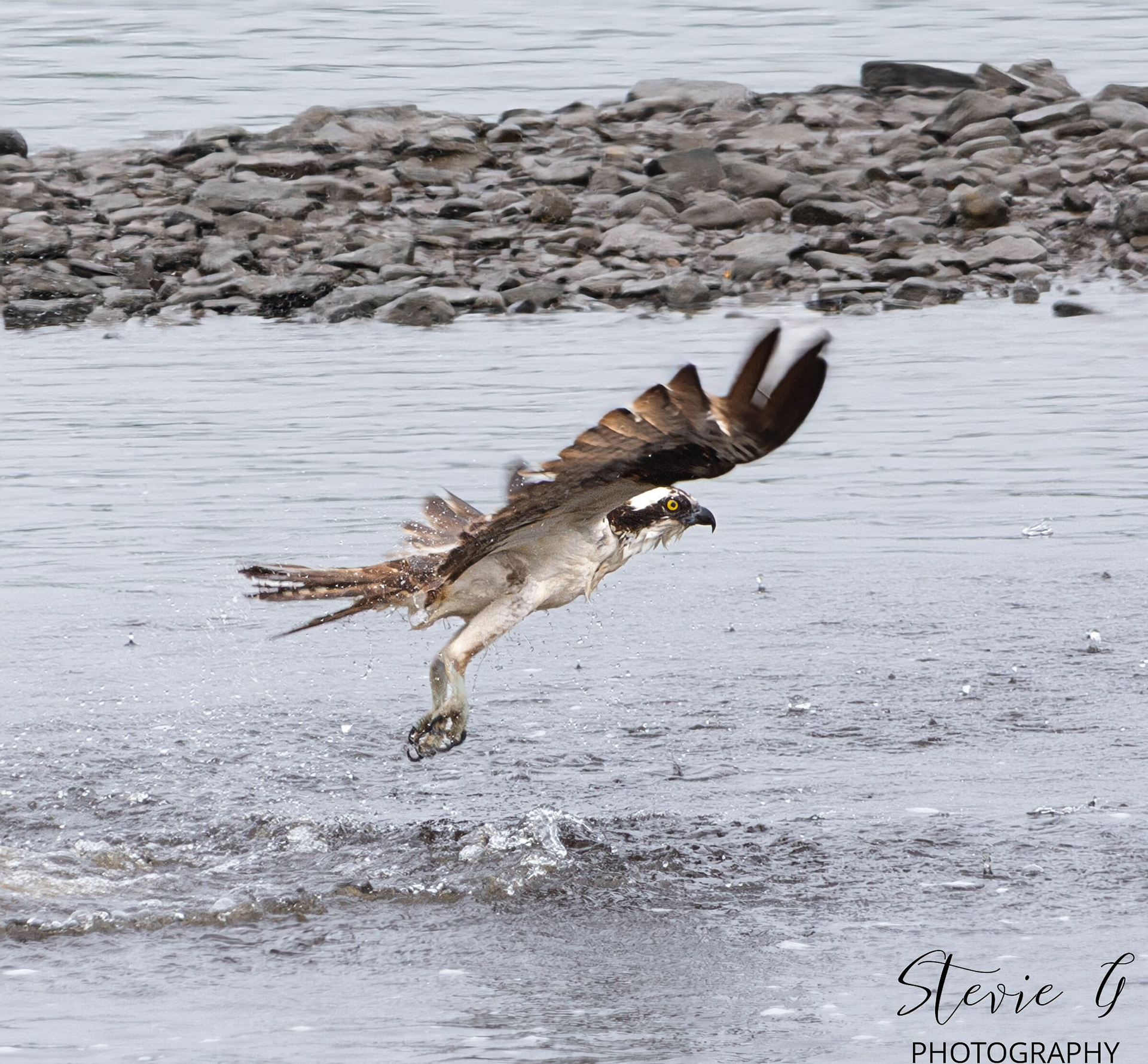 Osprey