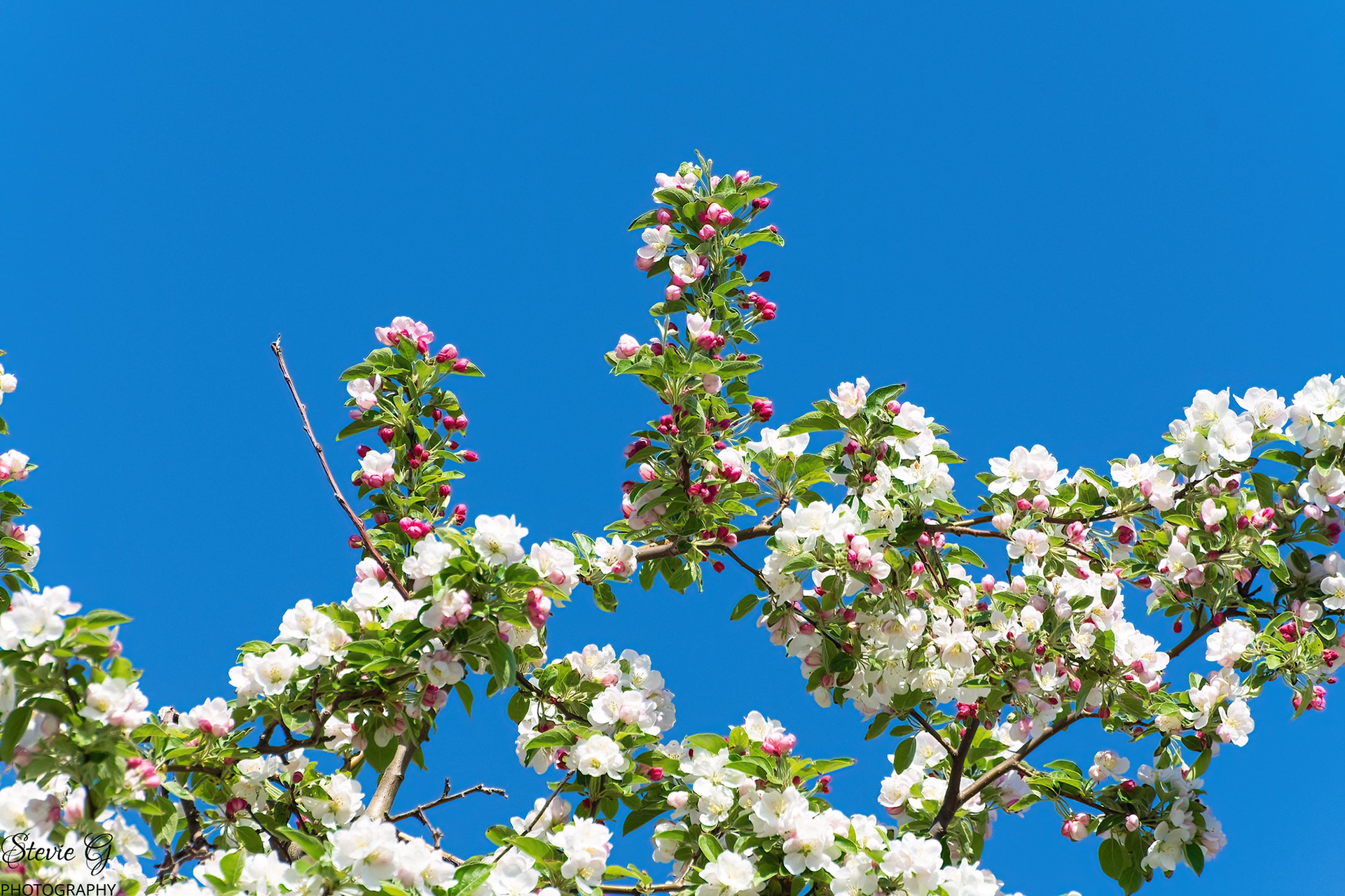 Crab Apple tree Odiorne state park