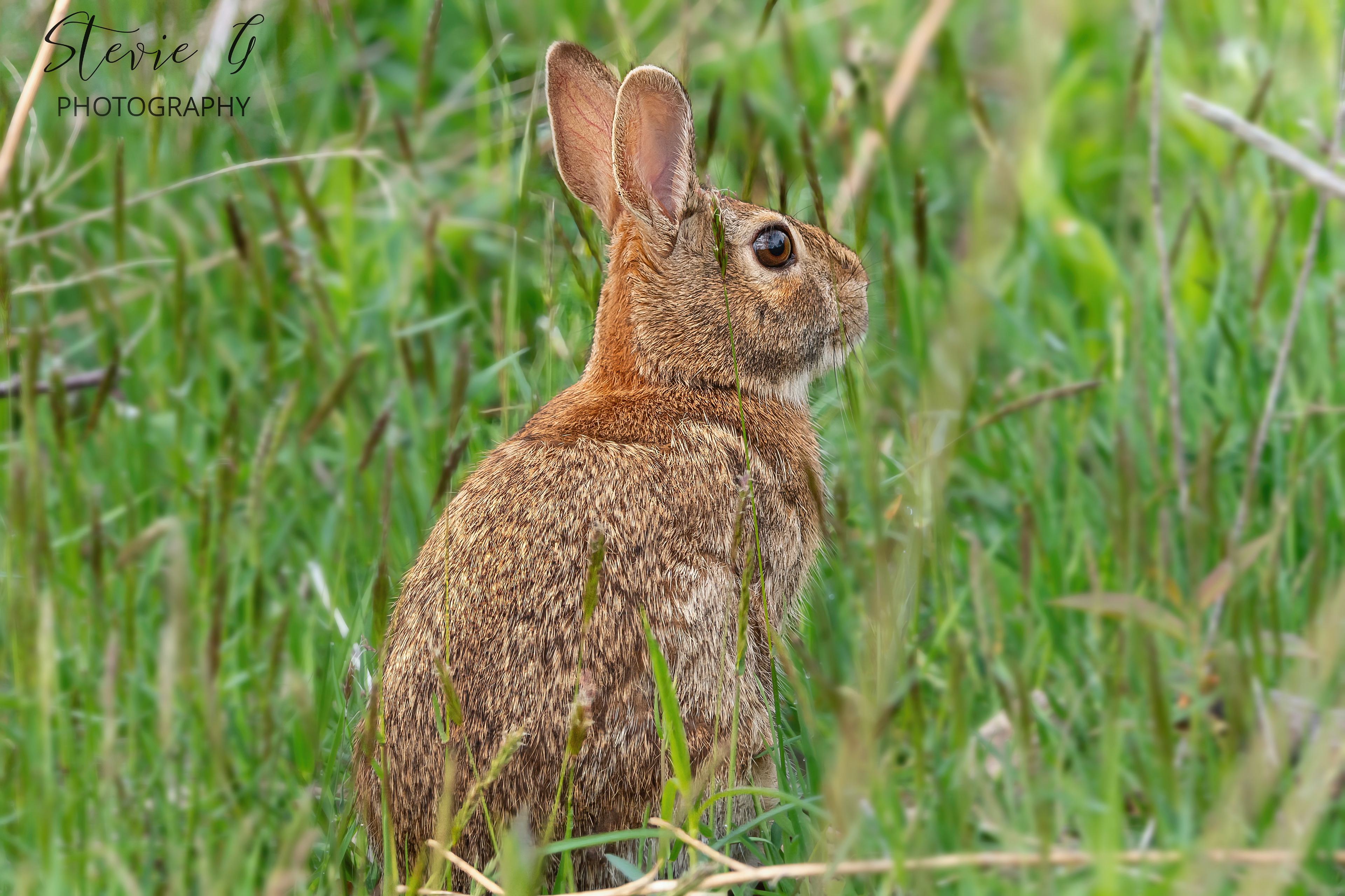 Cottontail Rabbit - Odiorne State Park