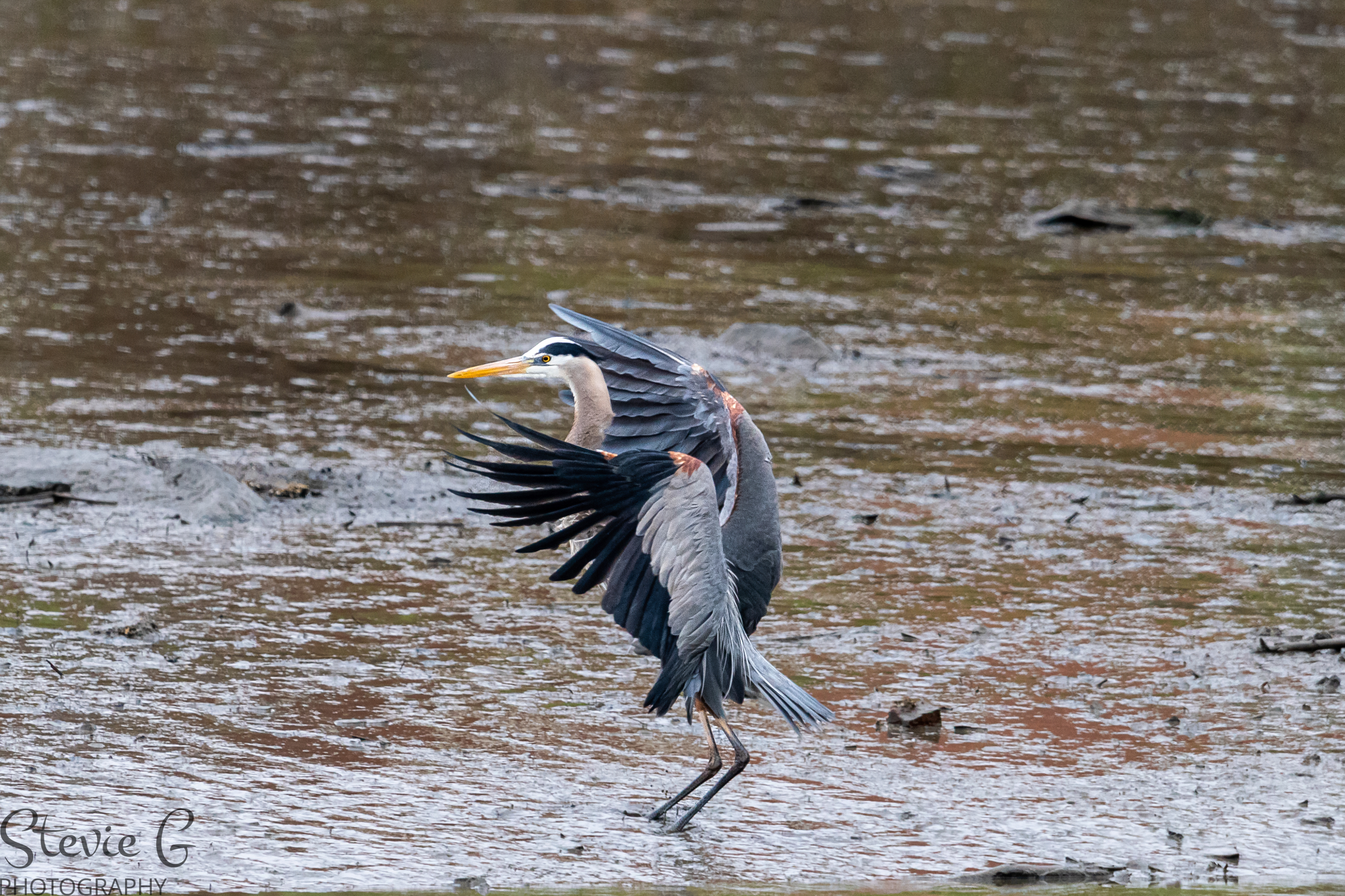 Blue Heron