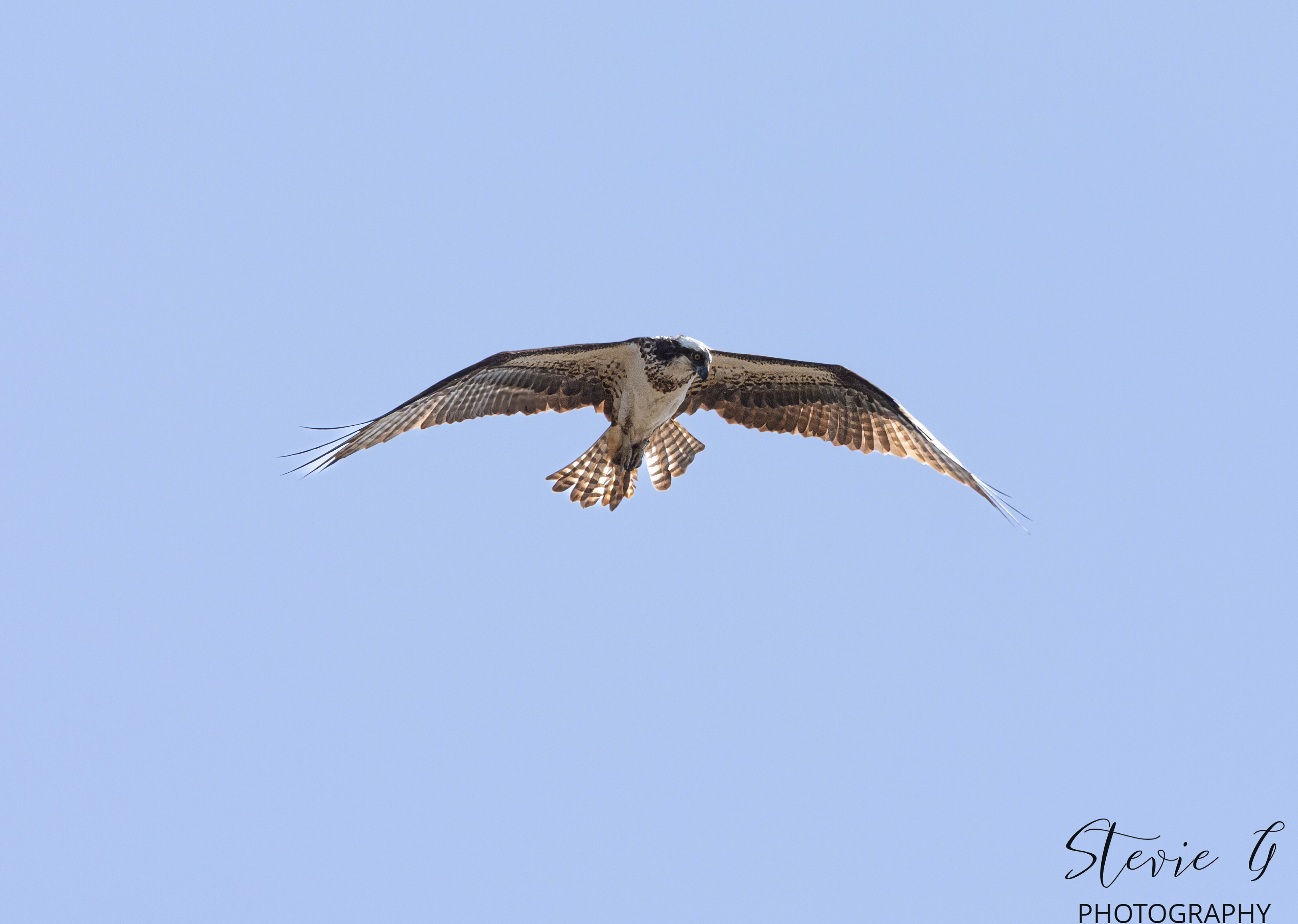 Osprey - Southern N.H.