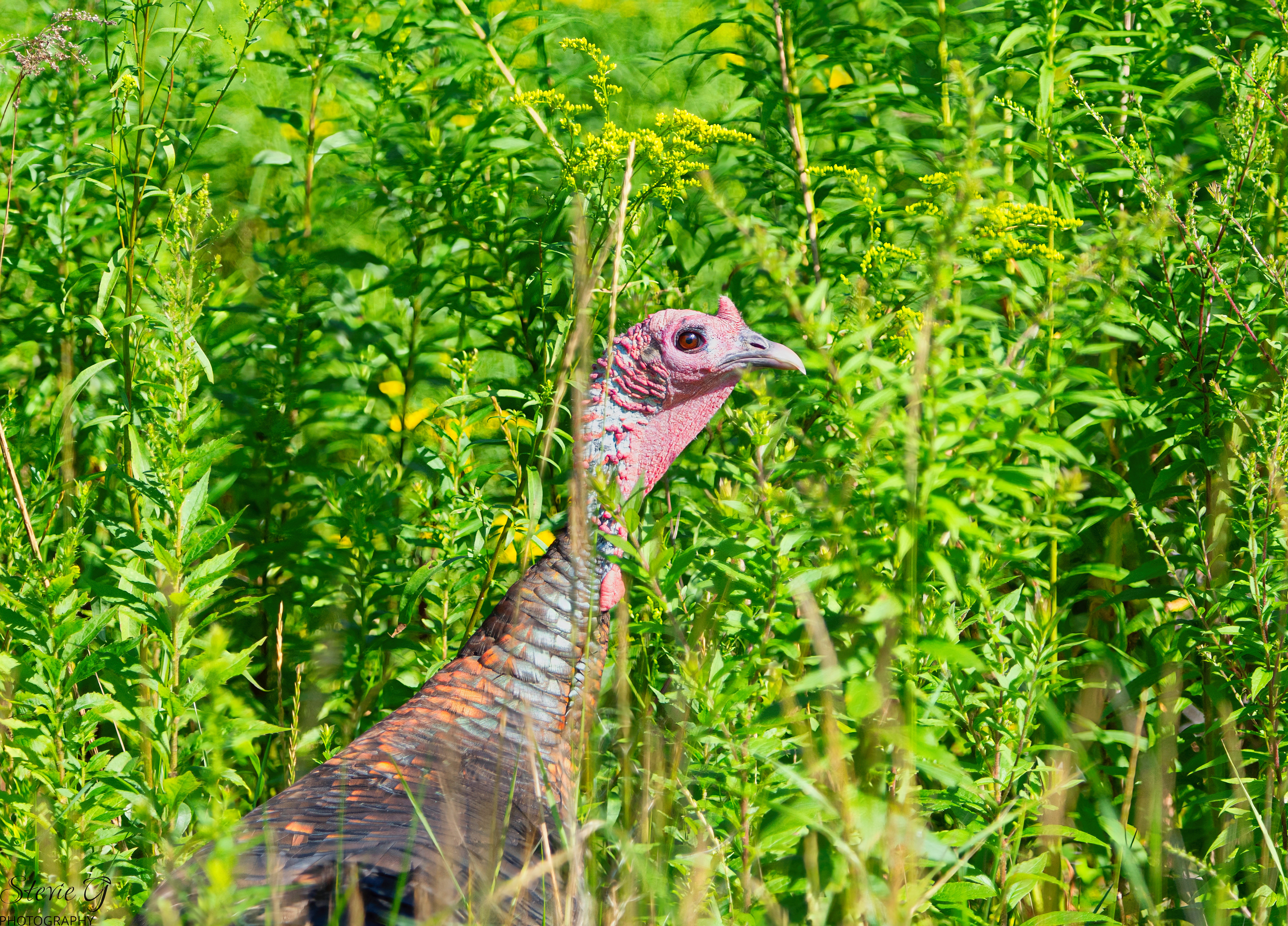 Female Turkey Odiorne State Park