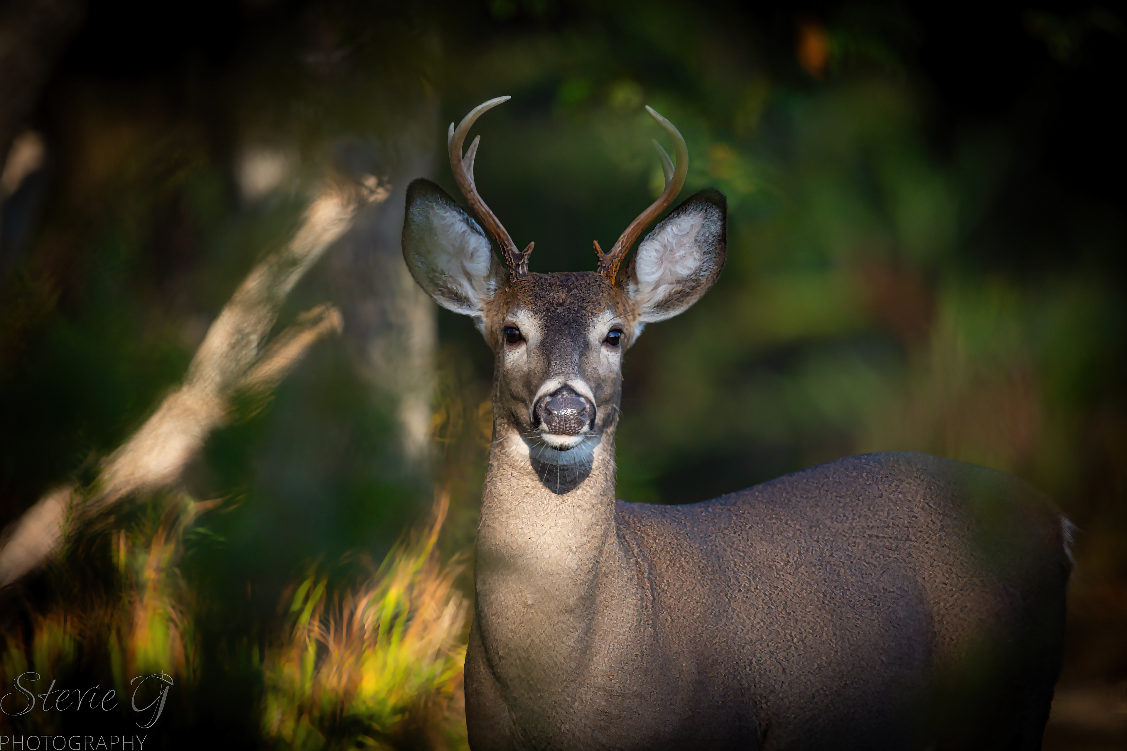 Whitetail Deer
