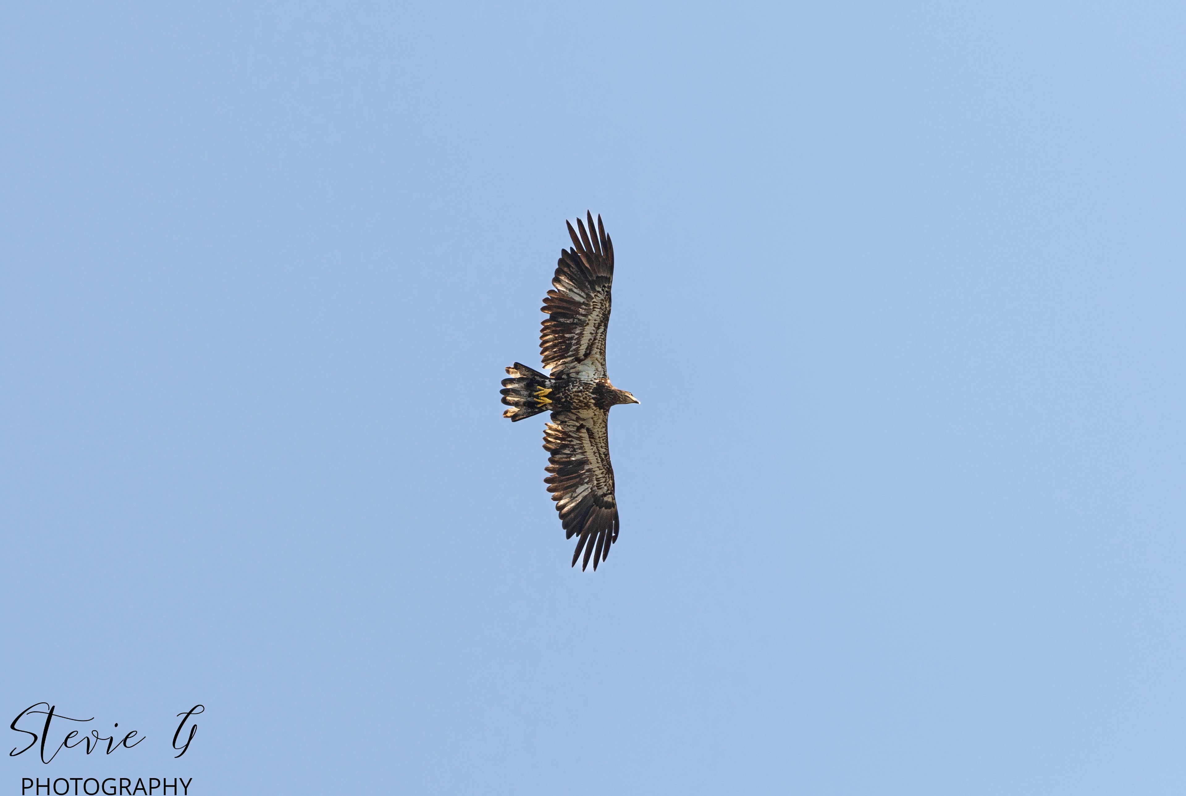 Juvenile Bald Eagle - Odiorne State Park