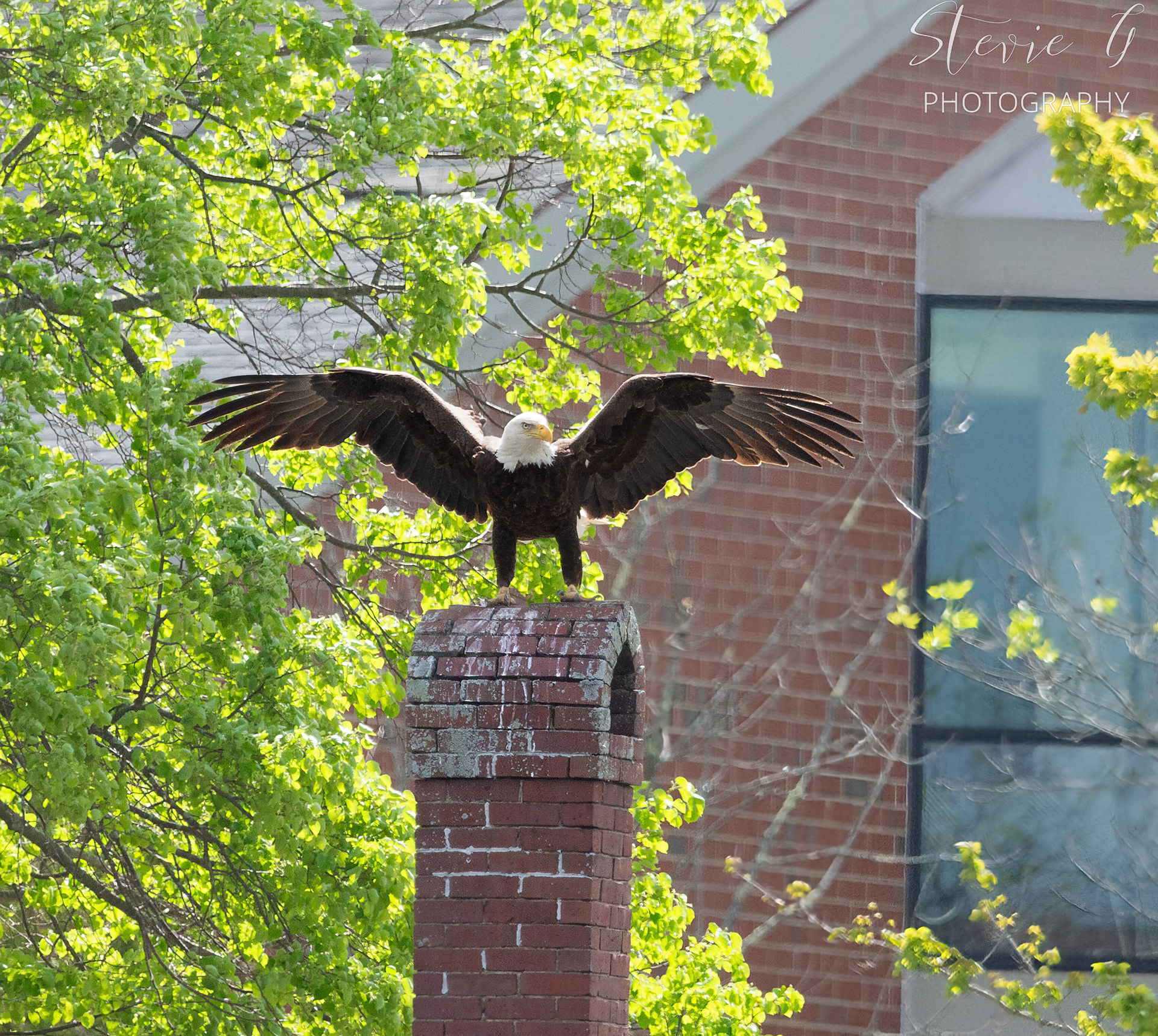 B Eagle