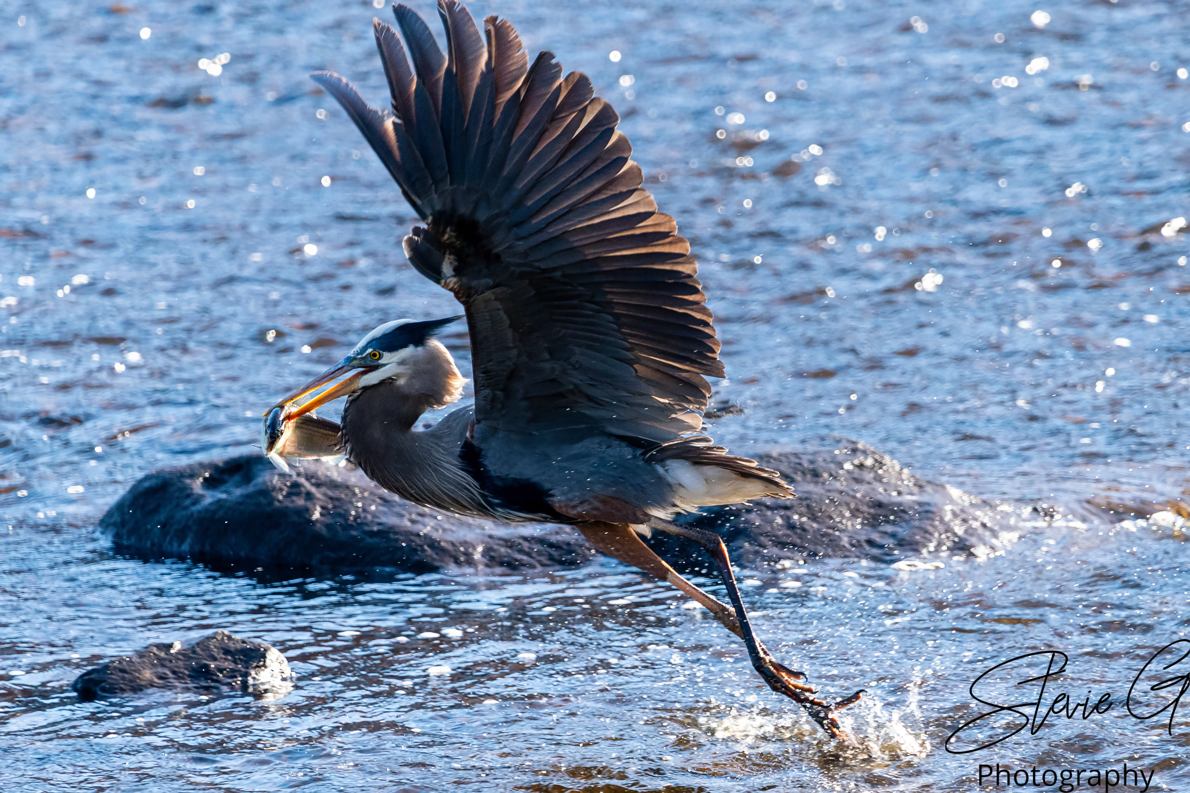 Blue Heron
