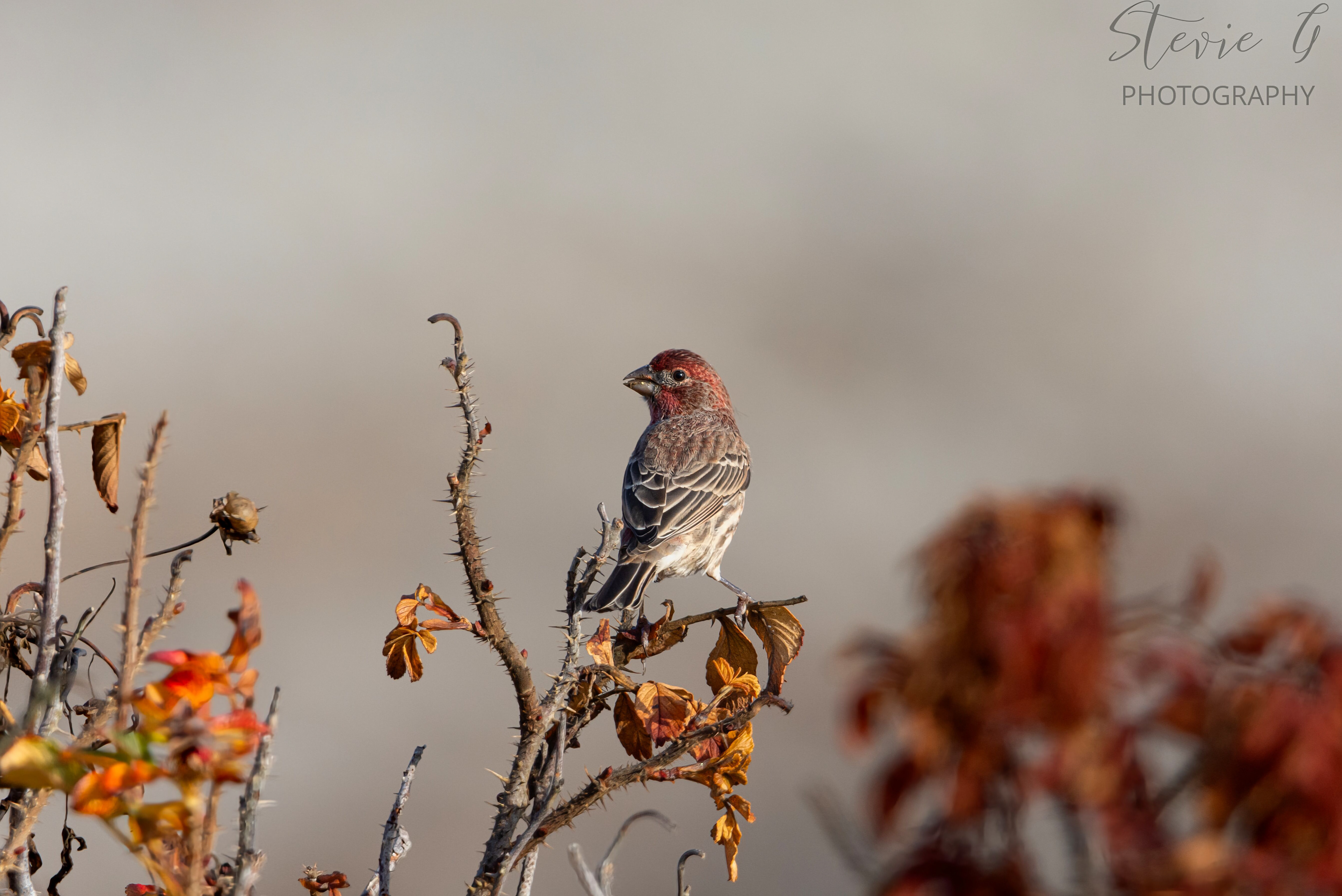 House Finch - Odiorne State Park
